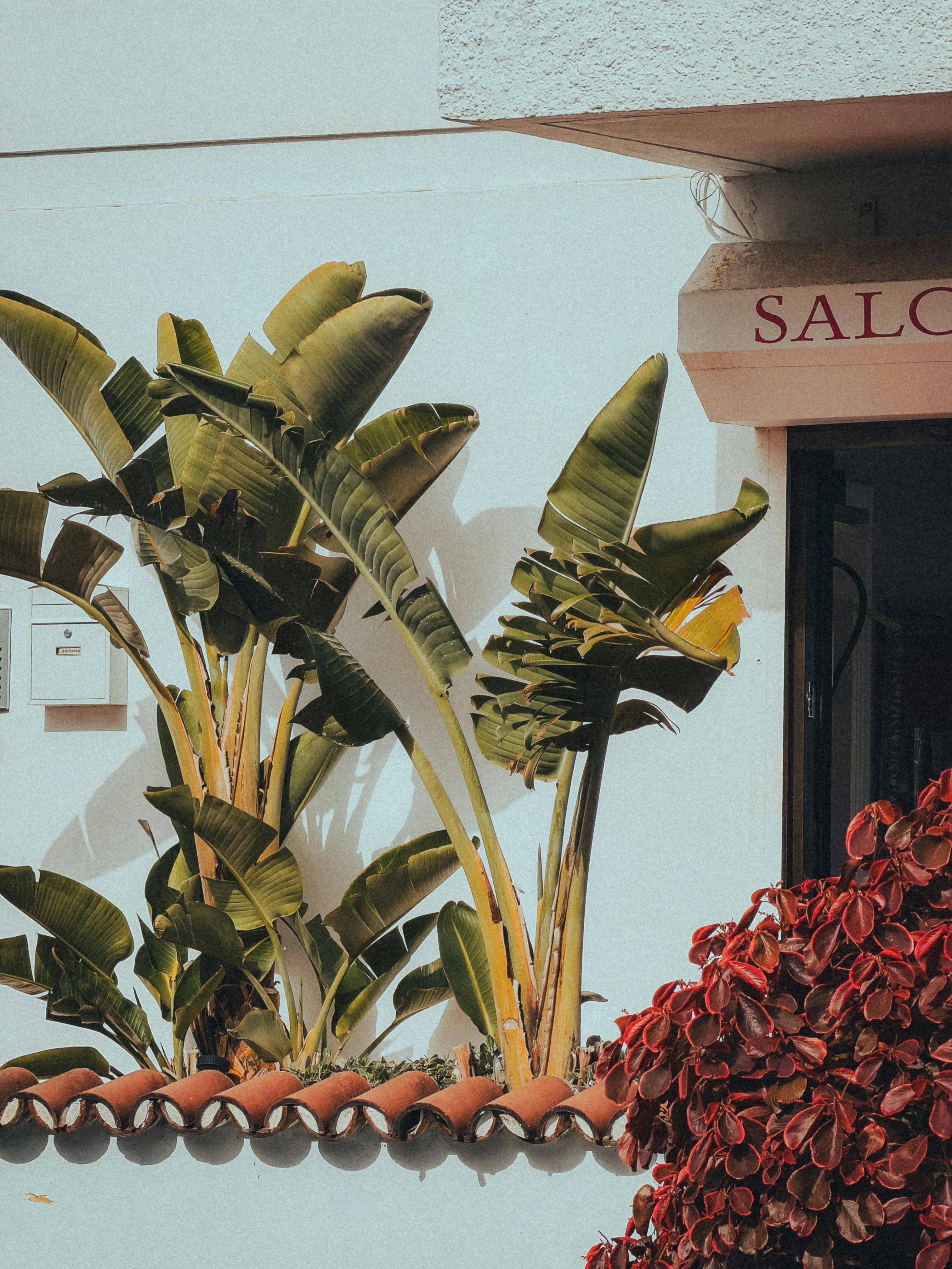 De franc Plantes tropicals exuberants fora d'un saló a Puerto de la Cruz, Tenerife. Foto d'estoc