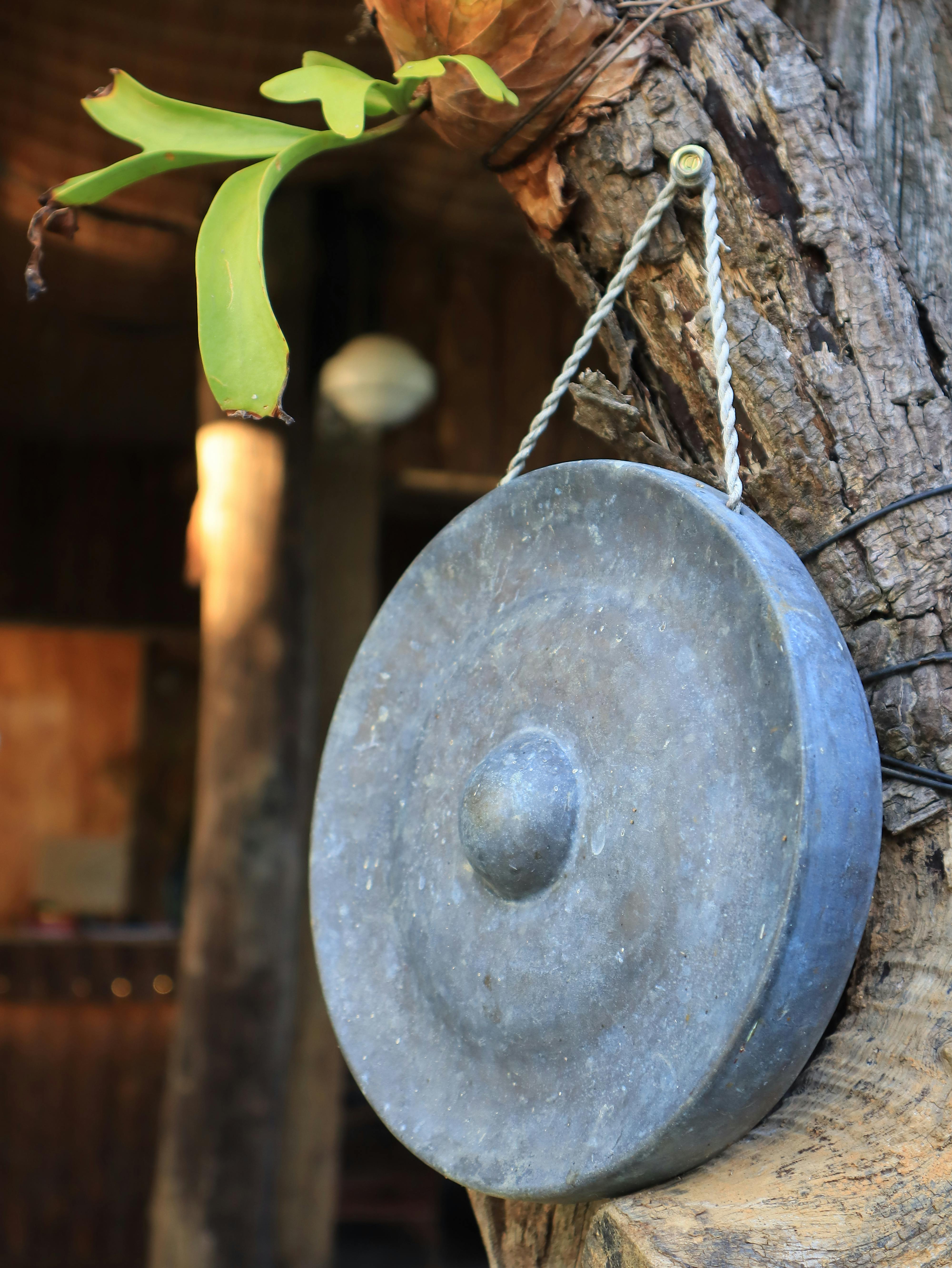 Gratuit Imagine de stoc gratuită din a închide, agățat, arbore Fotografie de stoc