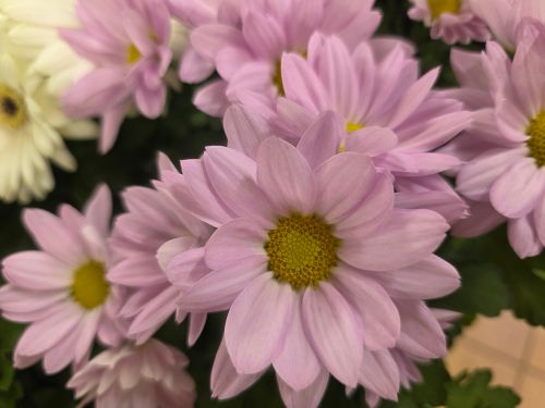 Free Beautiful close-up of pink daisies, showcasing delicate petals and vibrant colors for a fresh, floral feel. Stock Photo