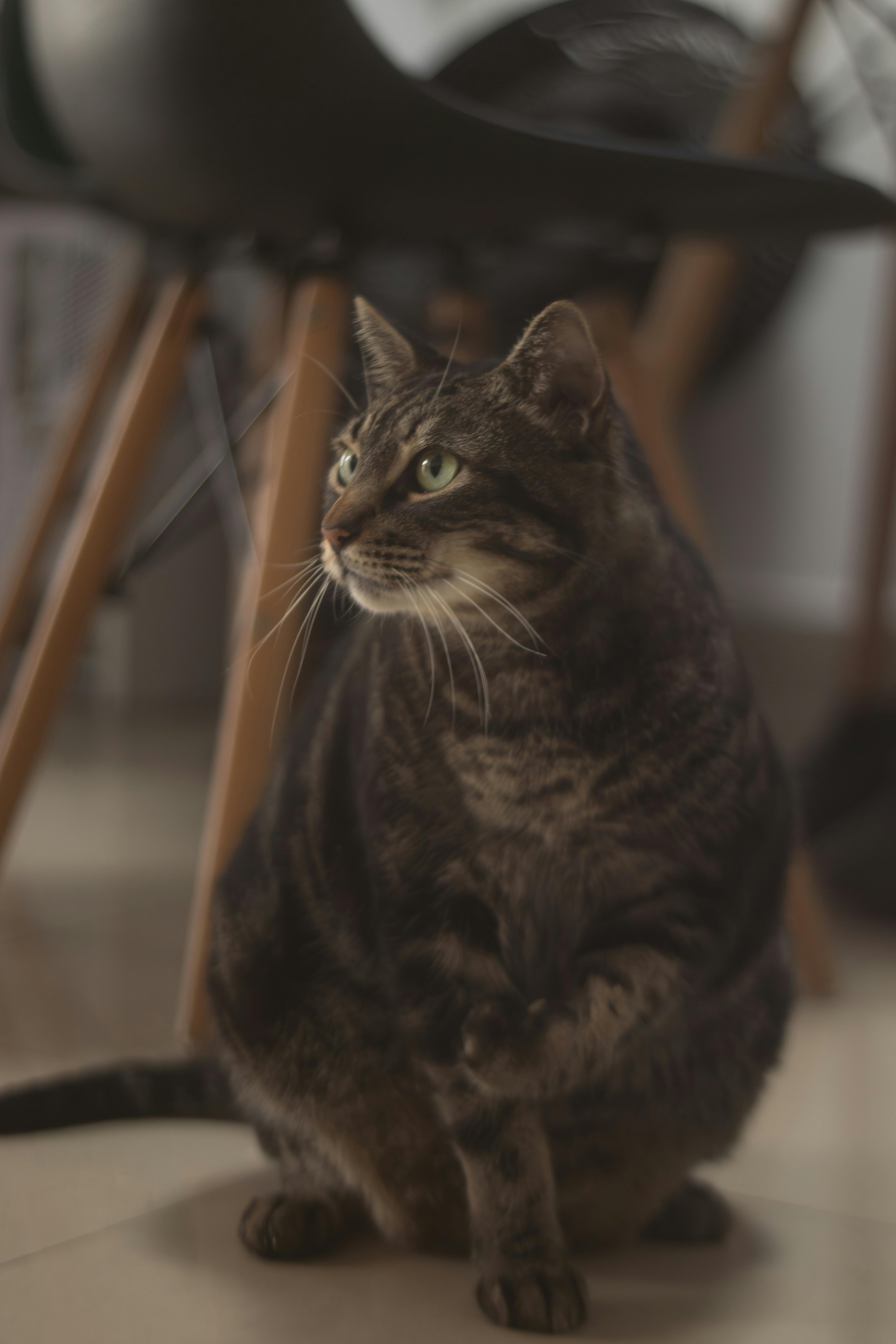 Gratis Un gato atigrado de ojos verdes sentado en un suelo de baldosas en el interior de una casa, cerca de sillas modernas. Foto de stock