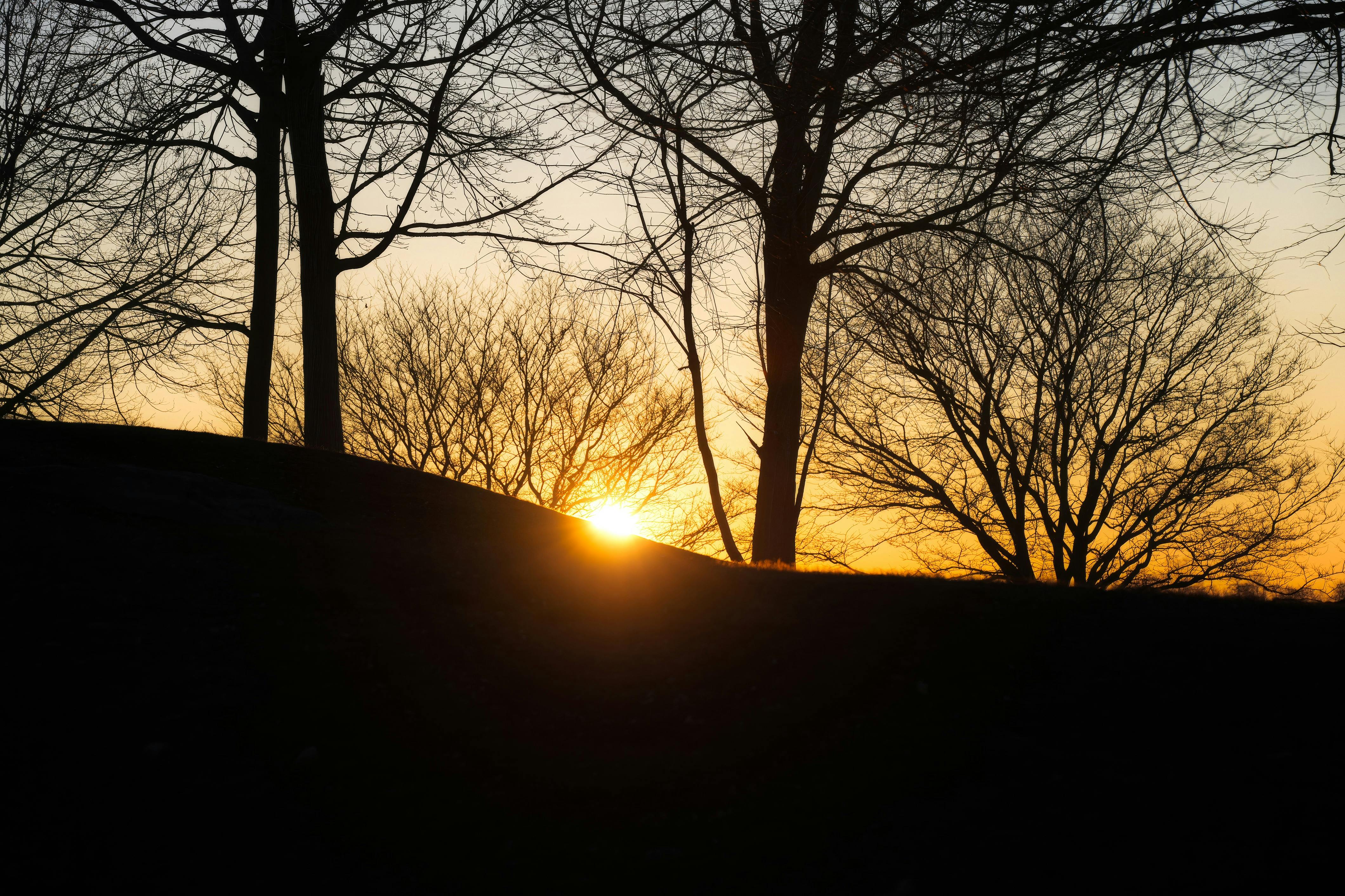 Gratis Impresionante silueta de árboles contra una vibrante puesta de sol invernal. Foto de stock