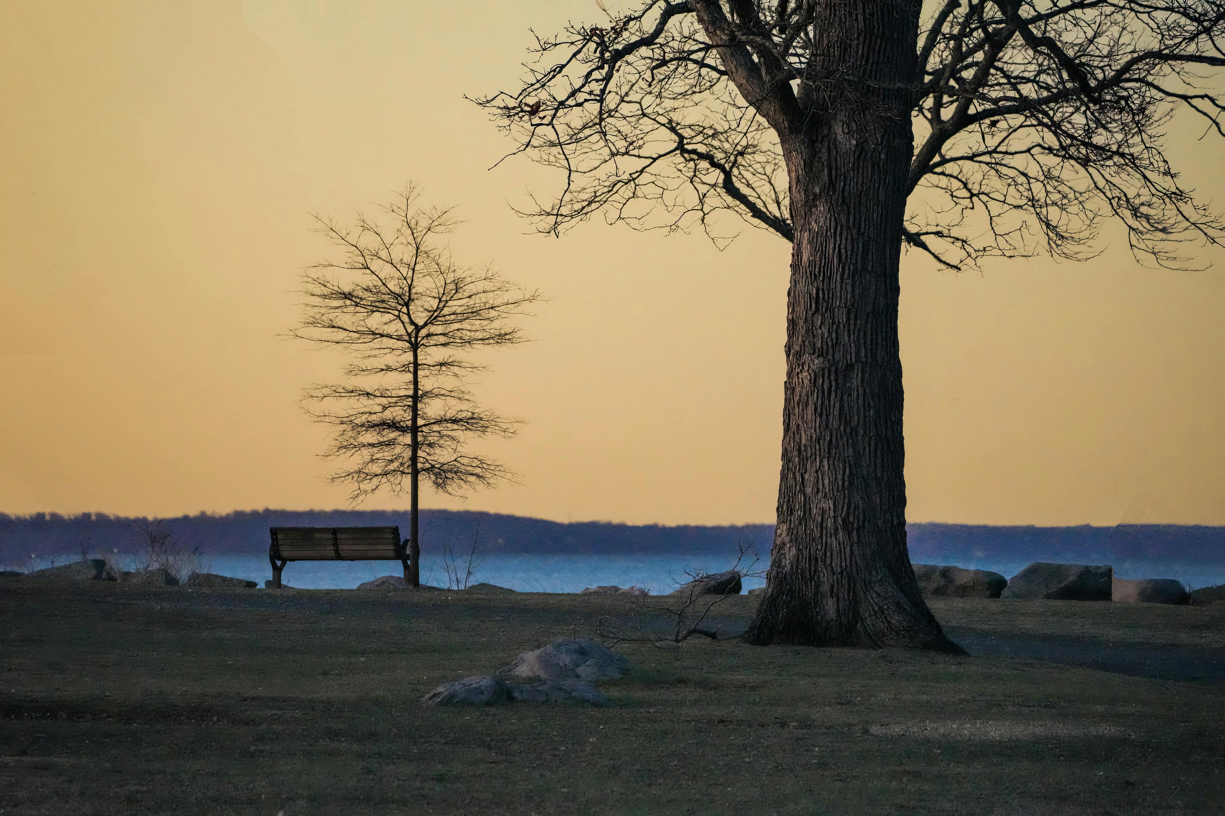 De franc Foto d'estoc gratuïta de a l'aire lliure, alba, arbre Foto d'estoc