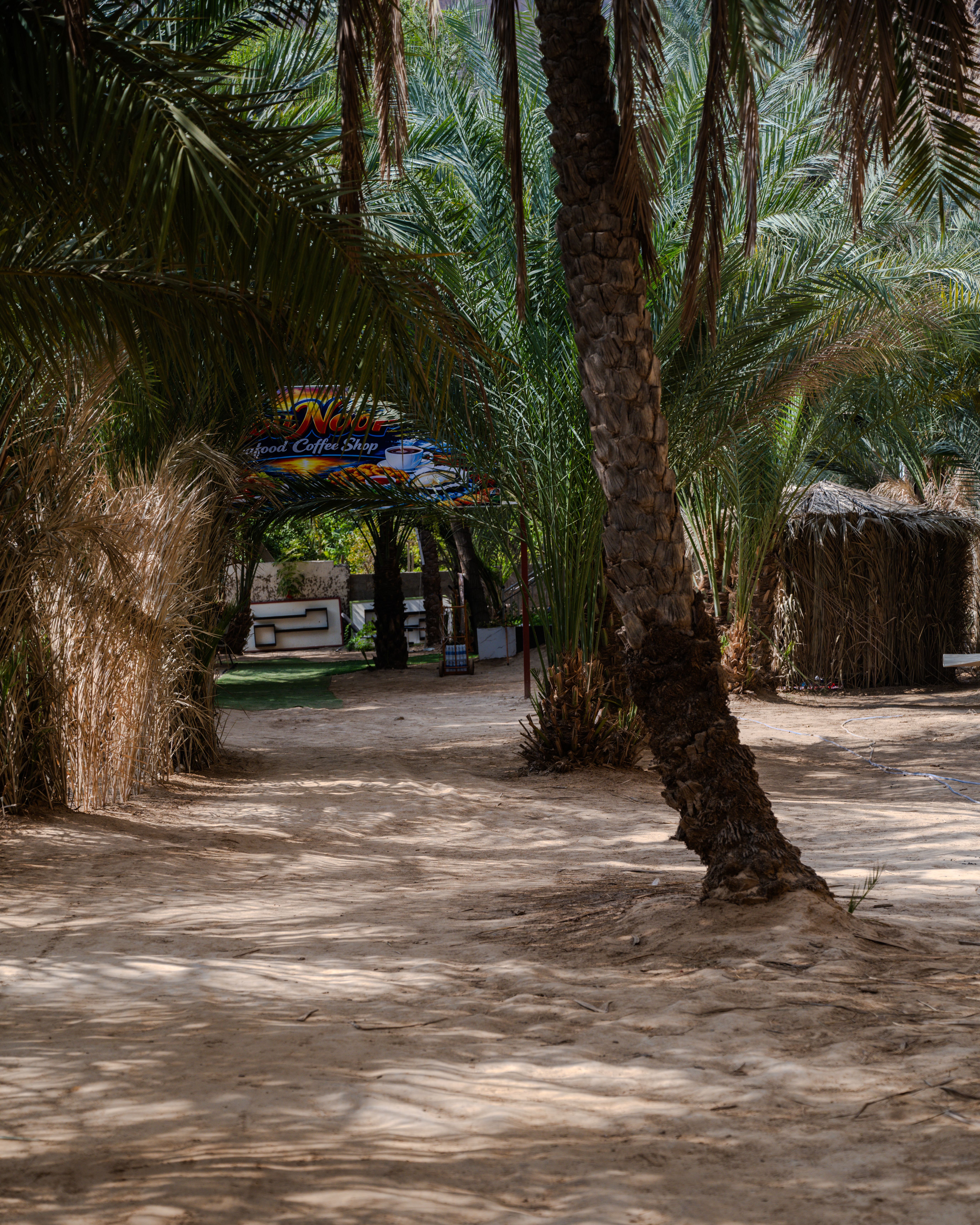 Sunny oasis cafe in desert palm grove, Djibouti