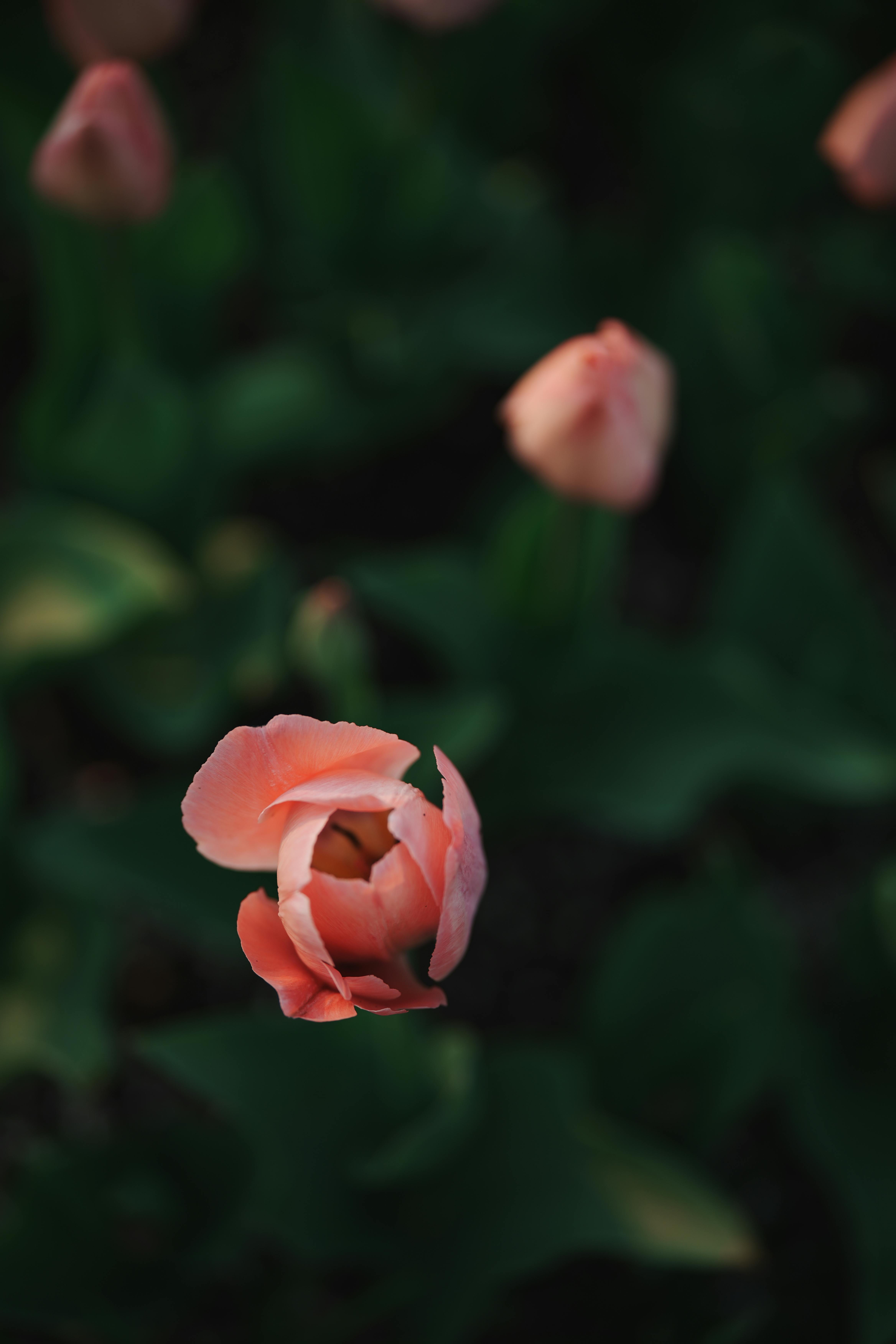 Capture the beauty of a single pink tulip blossoming in a lush spring garden.