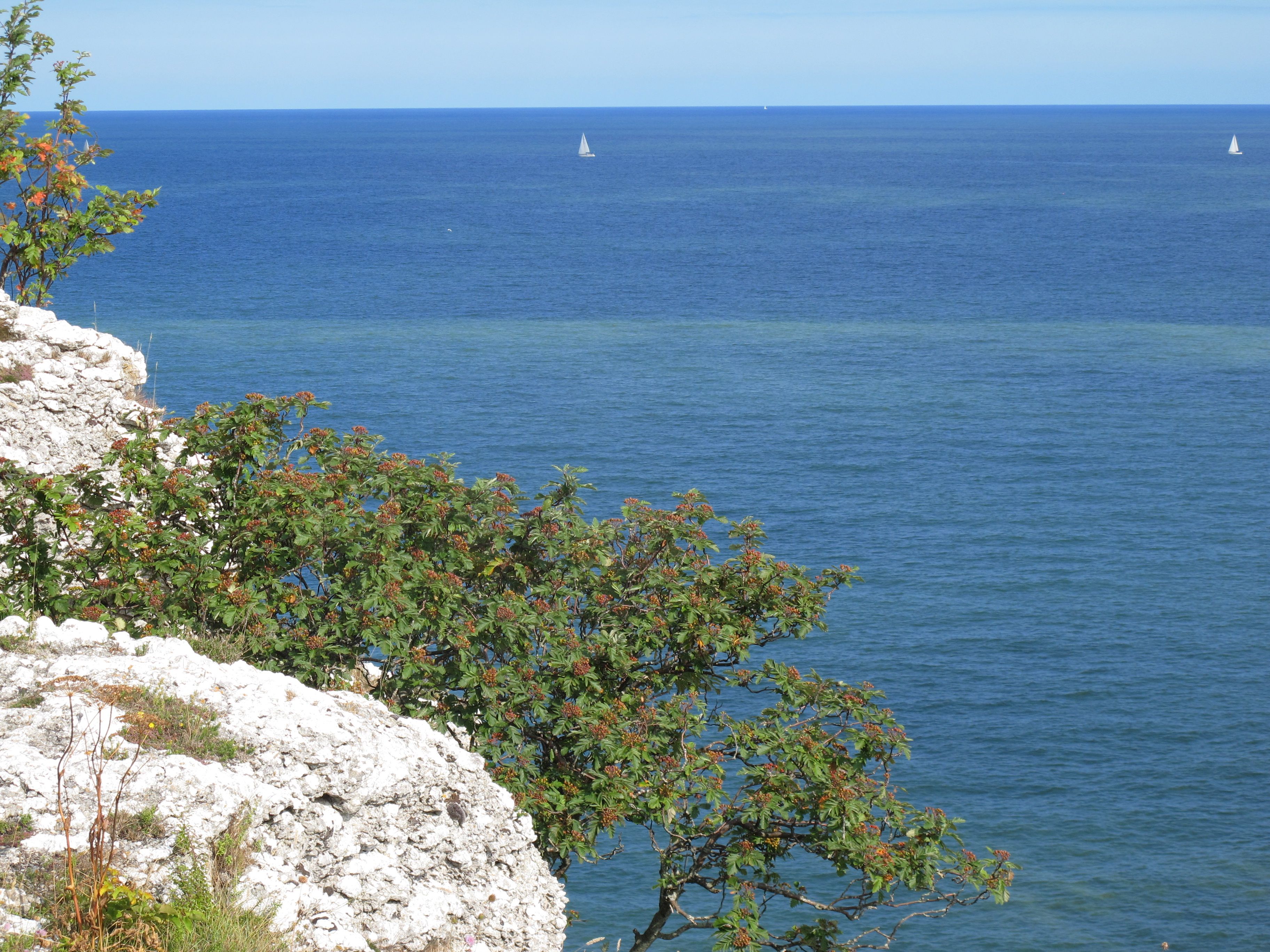 Tranquil view of sailboats on the Baltic Sea from Fårö, Gotland, Sweden, showcasing coastal beauty and clear skies.