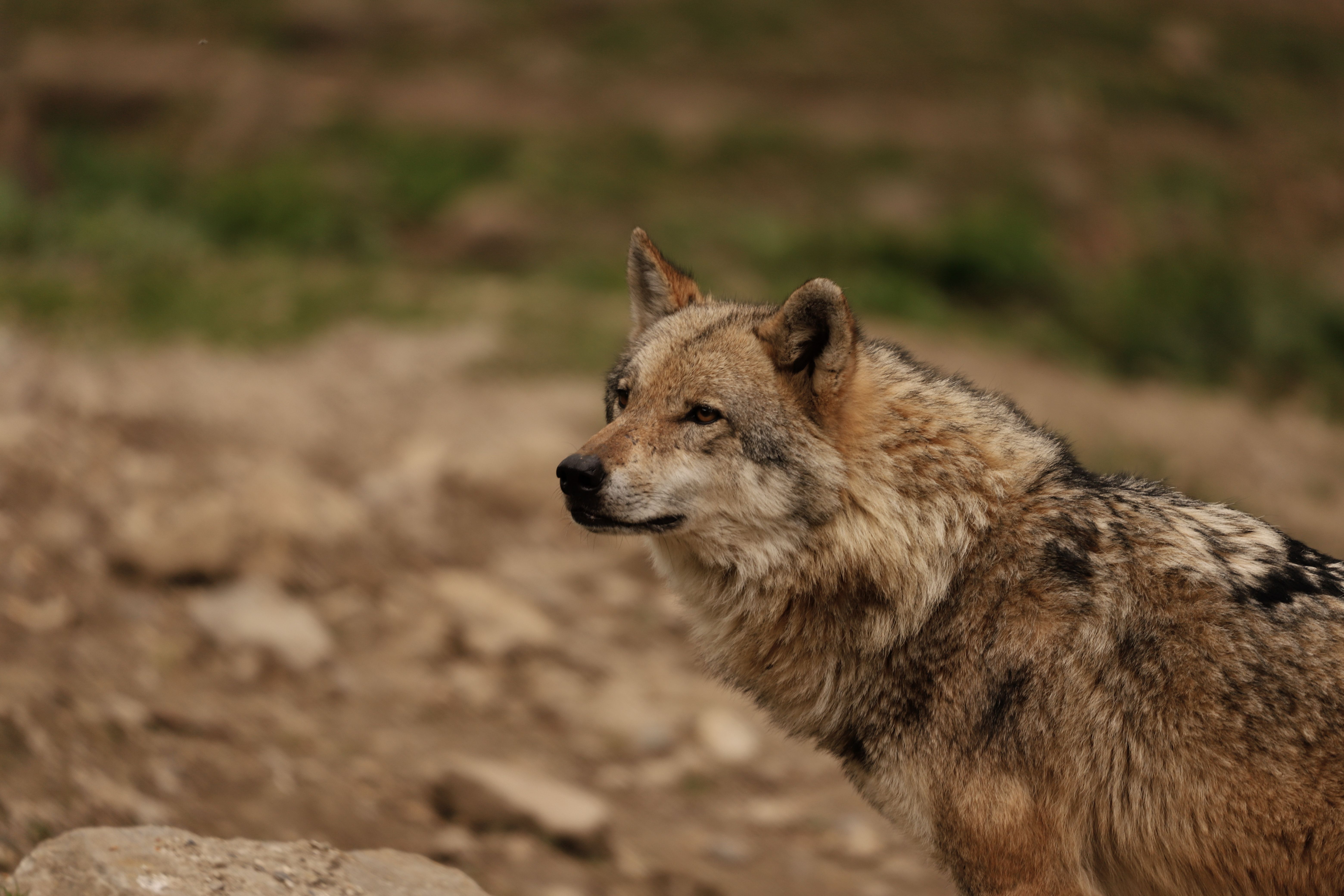 New Studies Reveal California Wolves Heavily Prey on Cattle, Causing Significant Livestock Stress