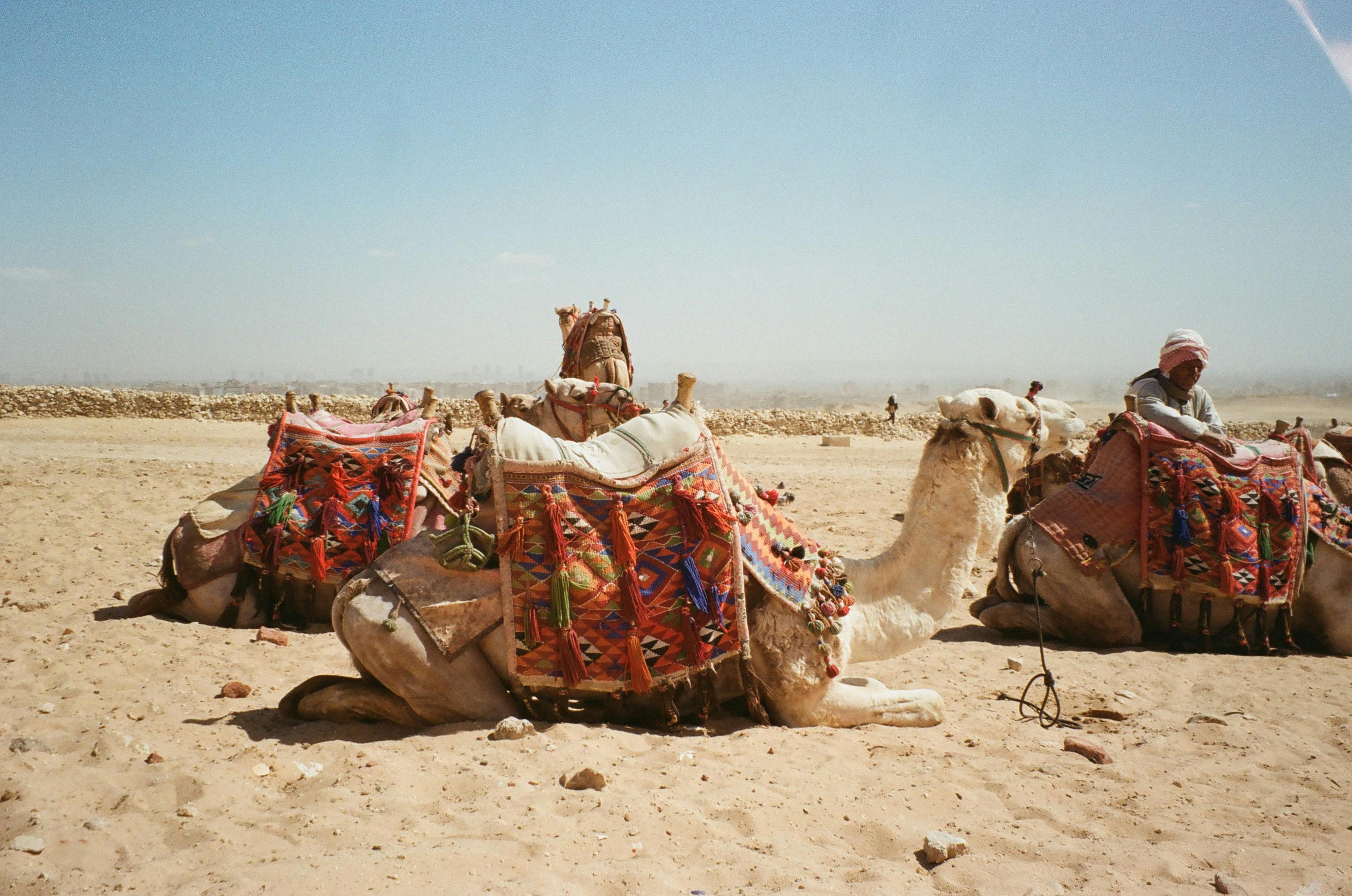 бесплатная Яркие верблюды, укутанные разноцветными покрывалами, отдыхают в пустыне Гиза под ясным небом. Стоковое фото