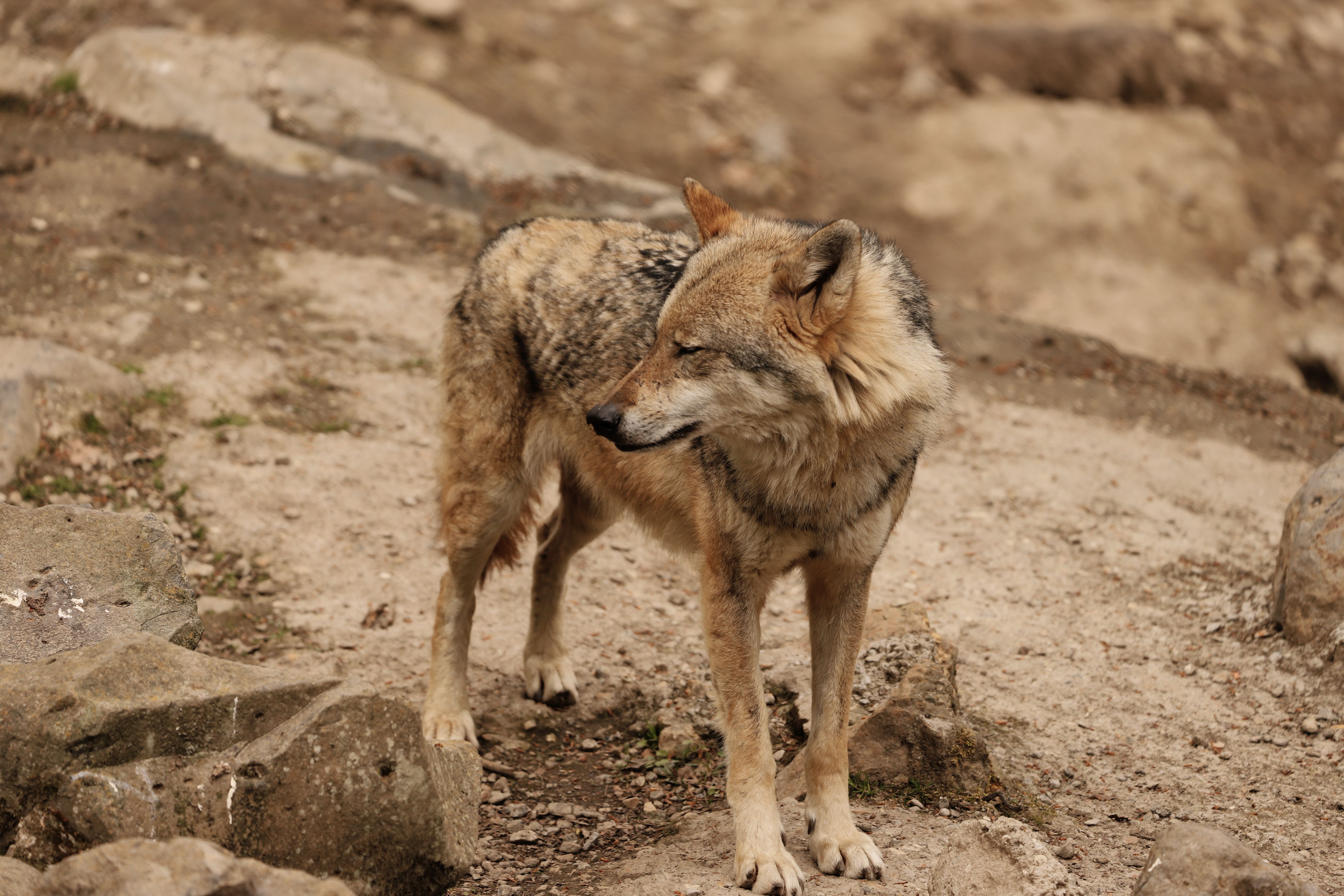 How humans domesticated wolves? - The Institute for Environmental ...