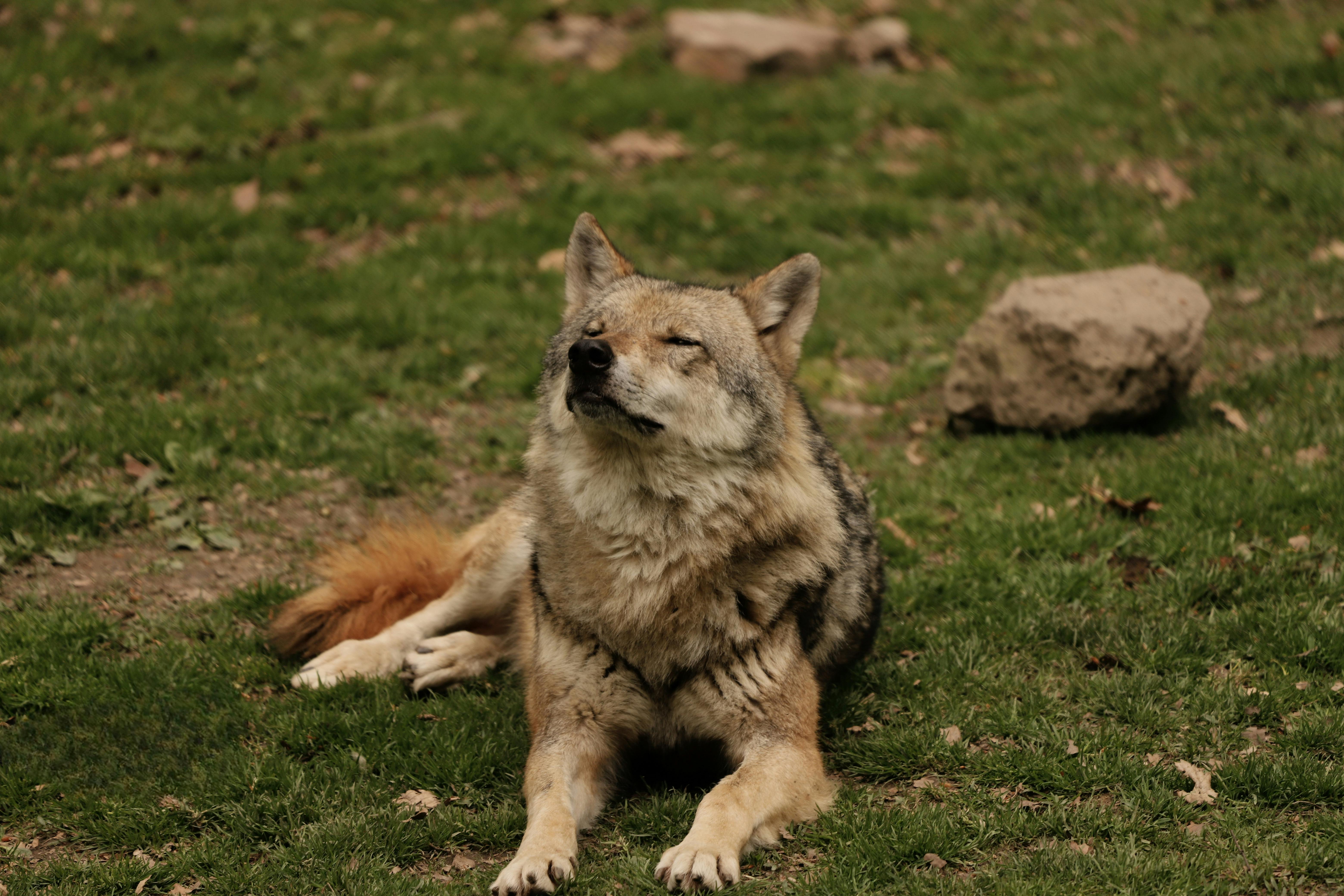Gratis Un lupo tranquillo riposa su un prato nel suo ambiente naturale durante il giorno. Foto a disposizione