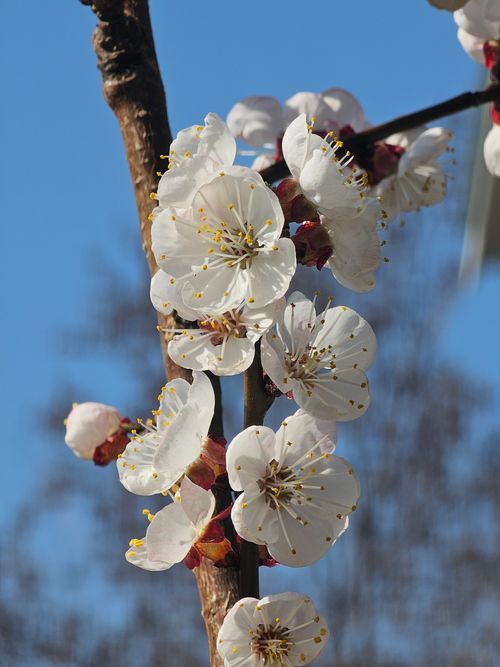 Free Close-up of white apricot blossoms in spring against a clear blue sky. Stock Photo