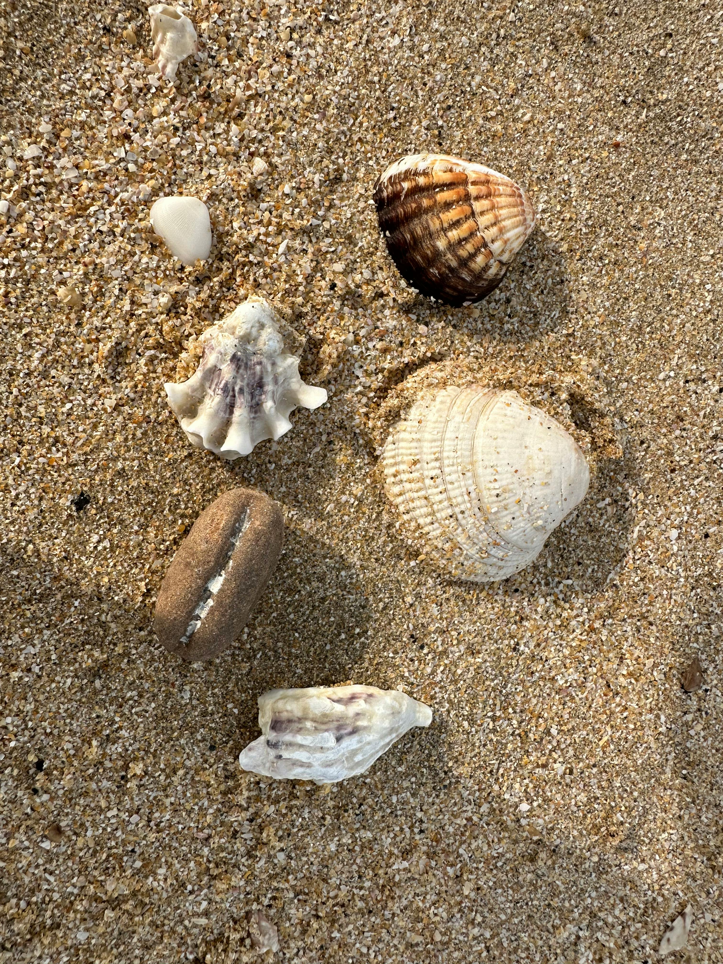 Ücretsiz Güney Kore'deki kumlu bir plajda çeşitli deniz kabukları. Doğal doku ve kıyı güzelliği. Stok Fotoğraflar