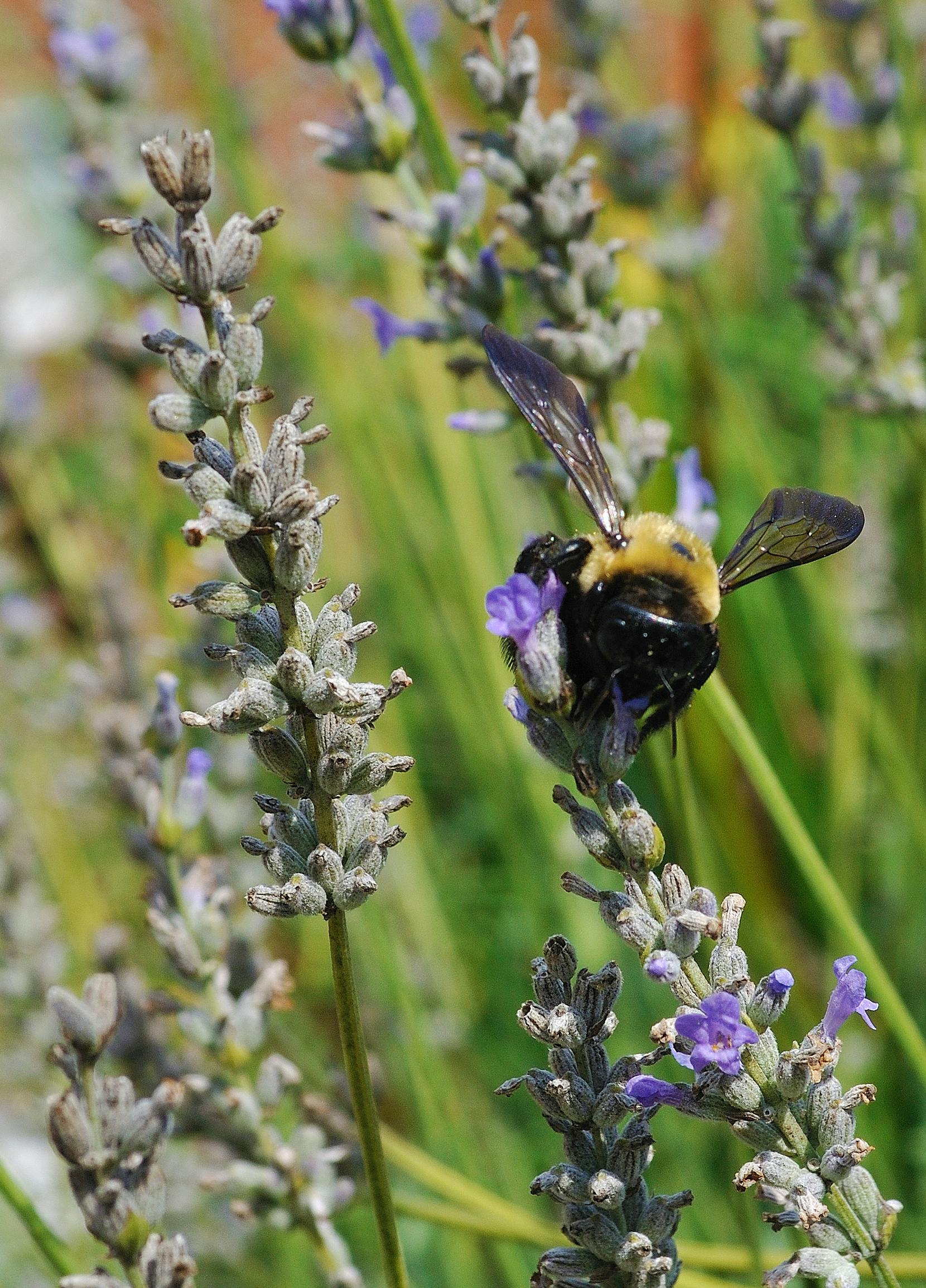 Free stock photo of bee, bumble bee, lavender
