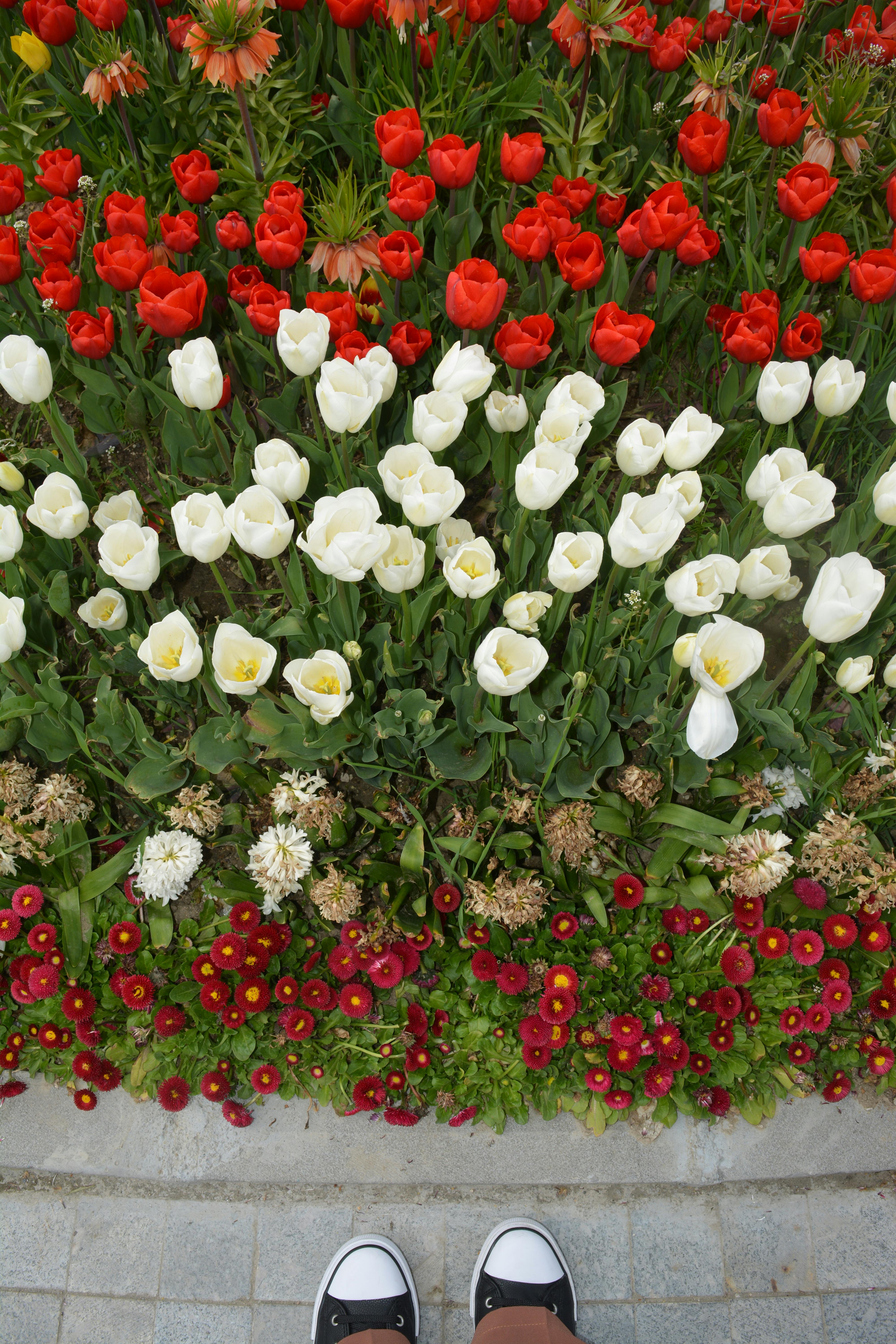 Gratis Vista dall'alto di tulipani rossi e bianchi con margherite in un giardino, che mette in risalto i vivaci colori primaverili. Foto a disposizione