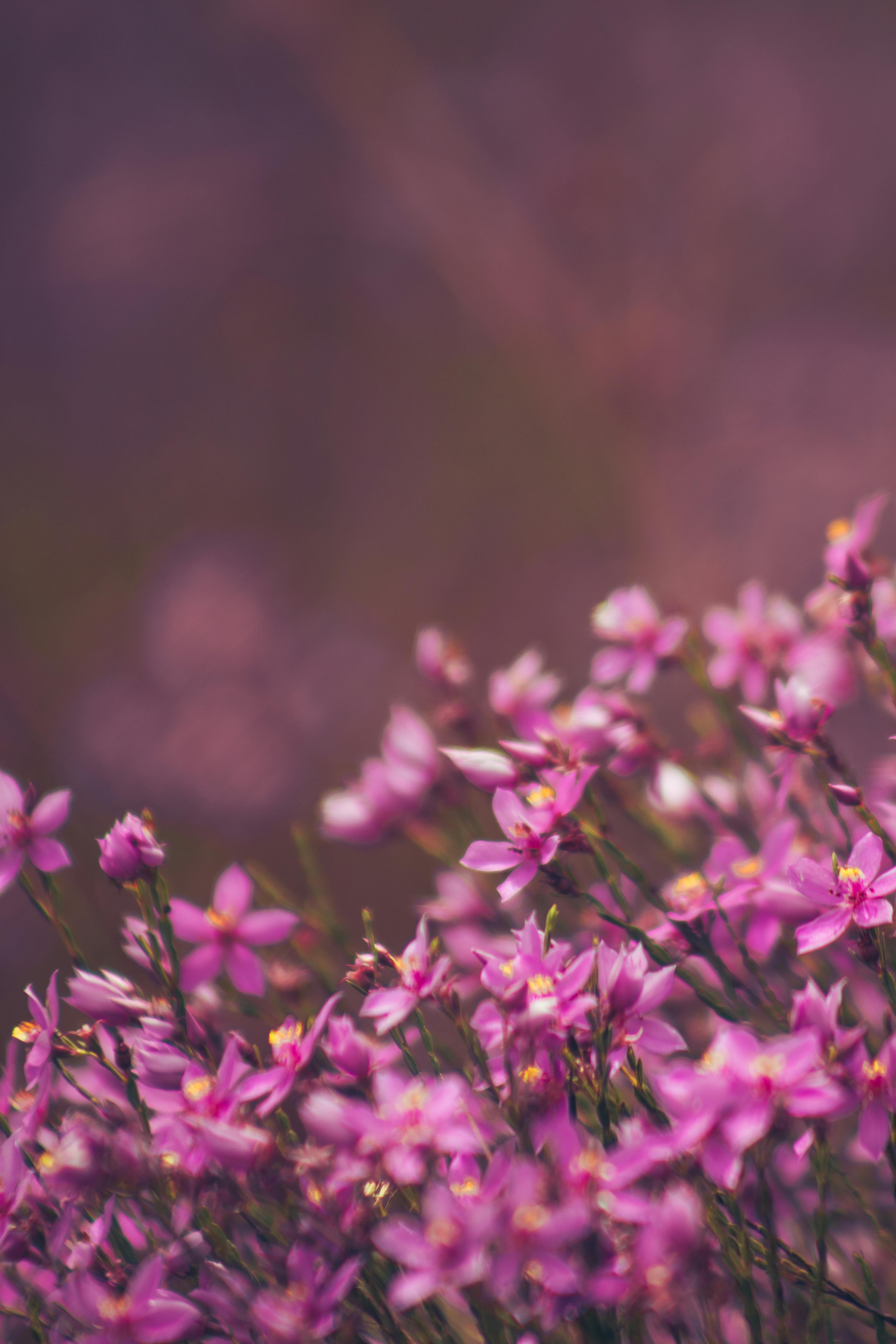 Gratis Immagine gratuita di ambiente, avvicinamento, bellezza Foto a disposizione