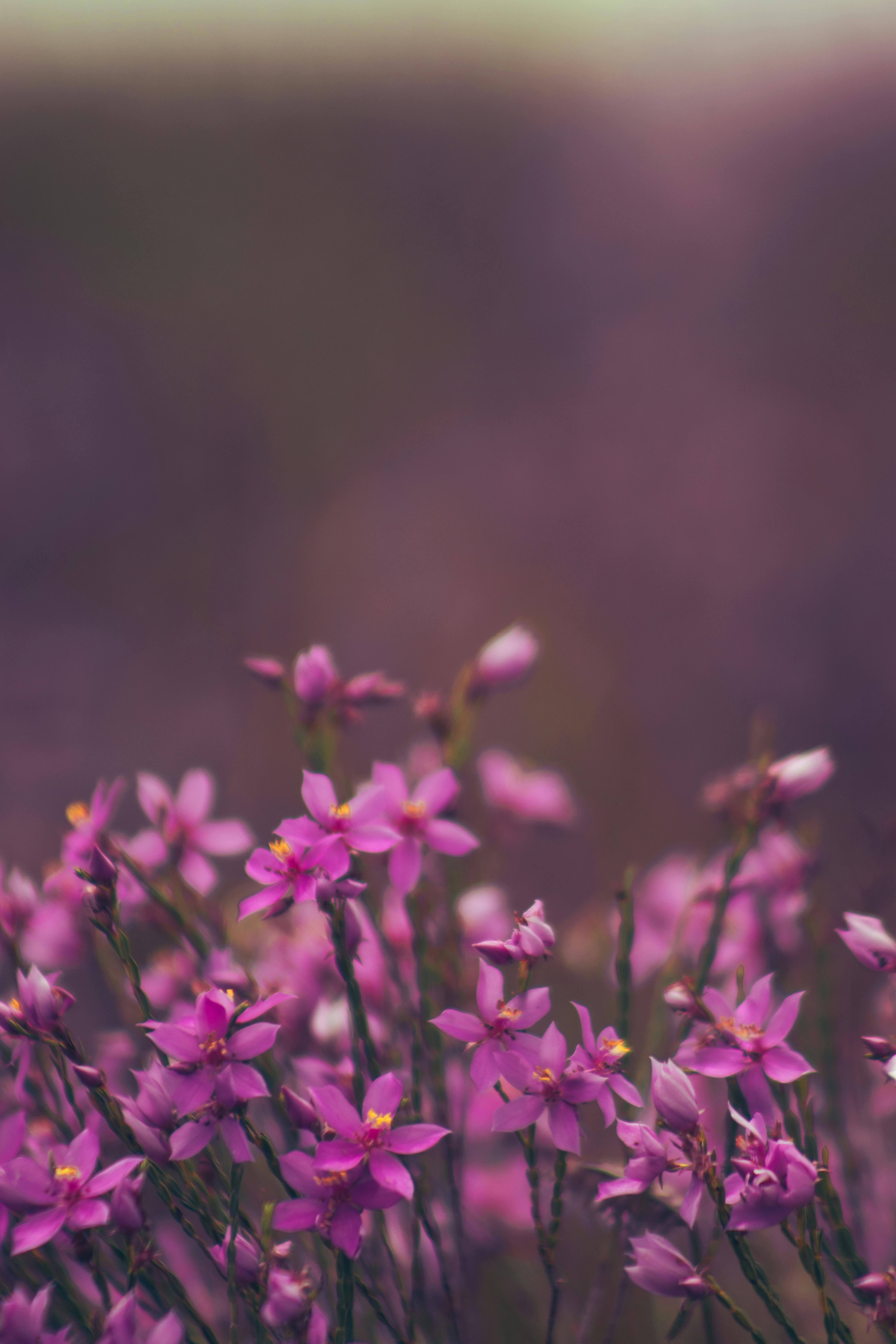 Gratis Et nærbilde av livlige lilla markblomster i full blomst, som skaper et fredelig naturscene. Arkivbilde