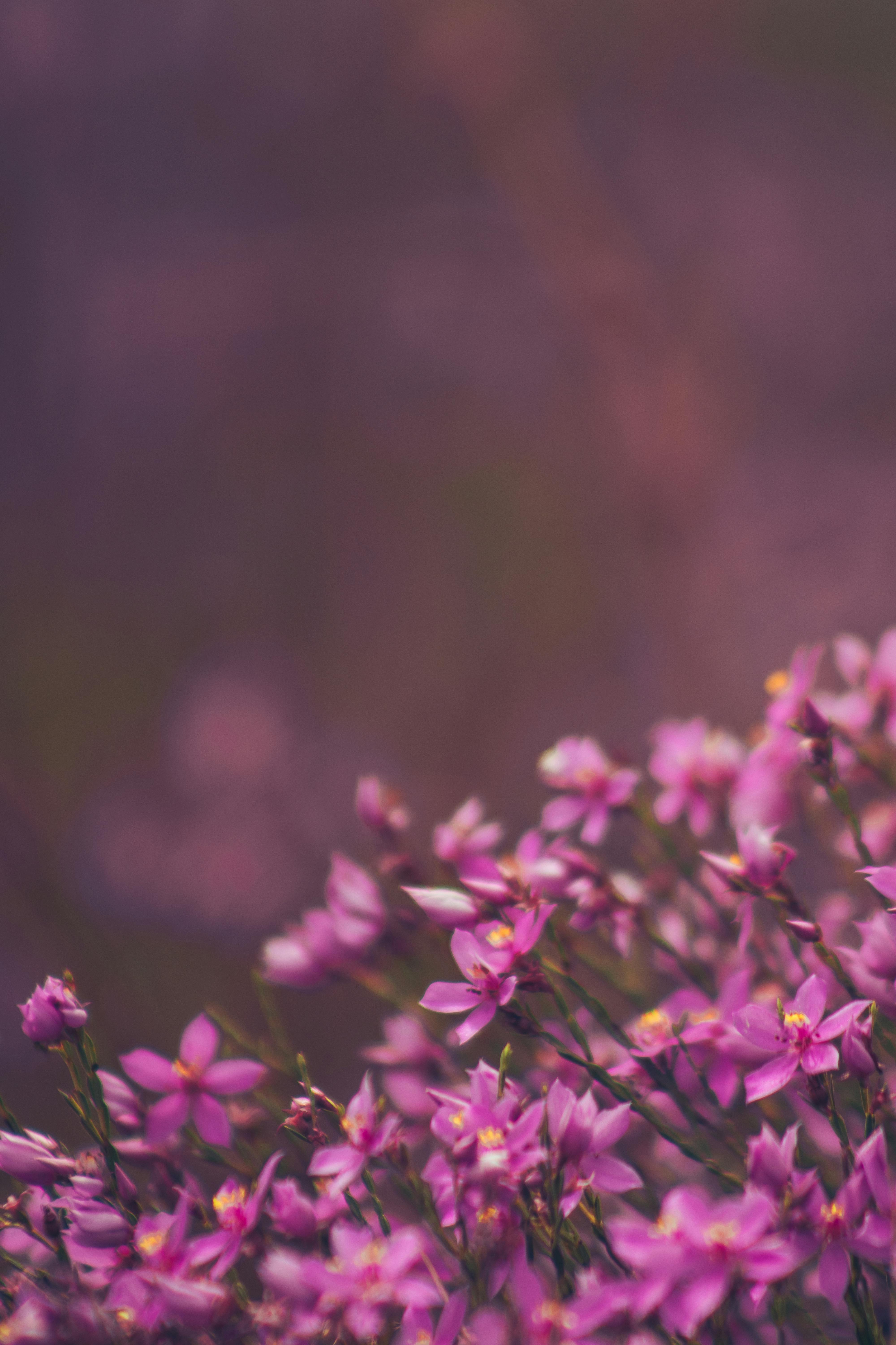 Ücretsiz Yeşilliklerle dolu bir açık hava çayırında açan canlı pembe kır çiçeklerinin yakın çekim görüntüsü, doğanın güzelliğini yakalıyor. Stok Fotoğraflar