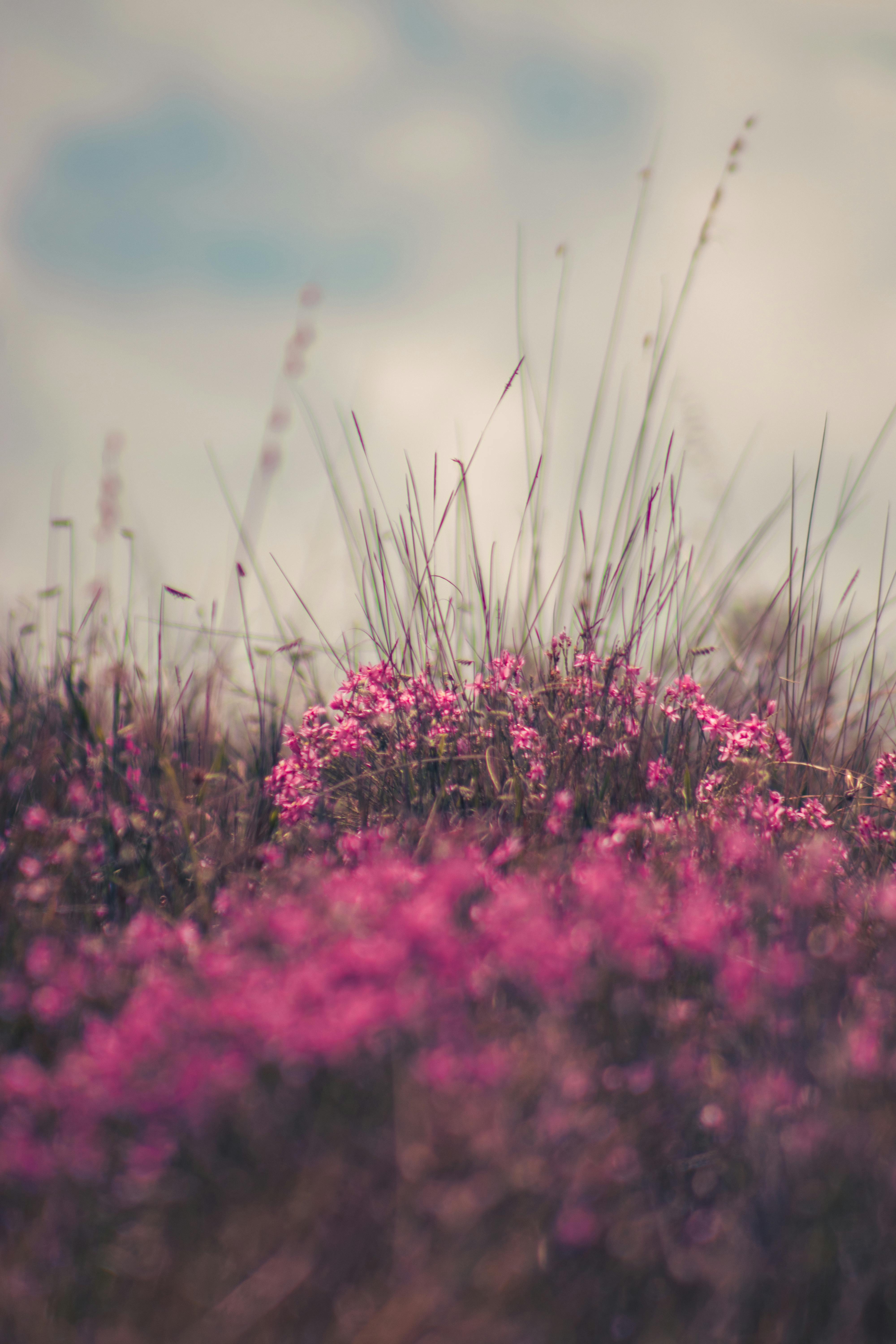 Ücretsiz Bulutlu bir gökyüzünün altında, hafif bir esintiyle sallanan canlı pembe funda çiçeklerinin oluşturduğu huzurlu bir manzara. Stok Fotoğraflar