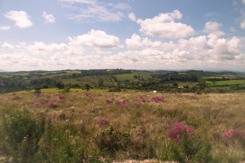 Free Wide view of a sunny rural landscape with blooming wildflowers and rolling hills. Stock Photo