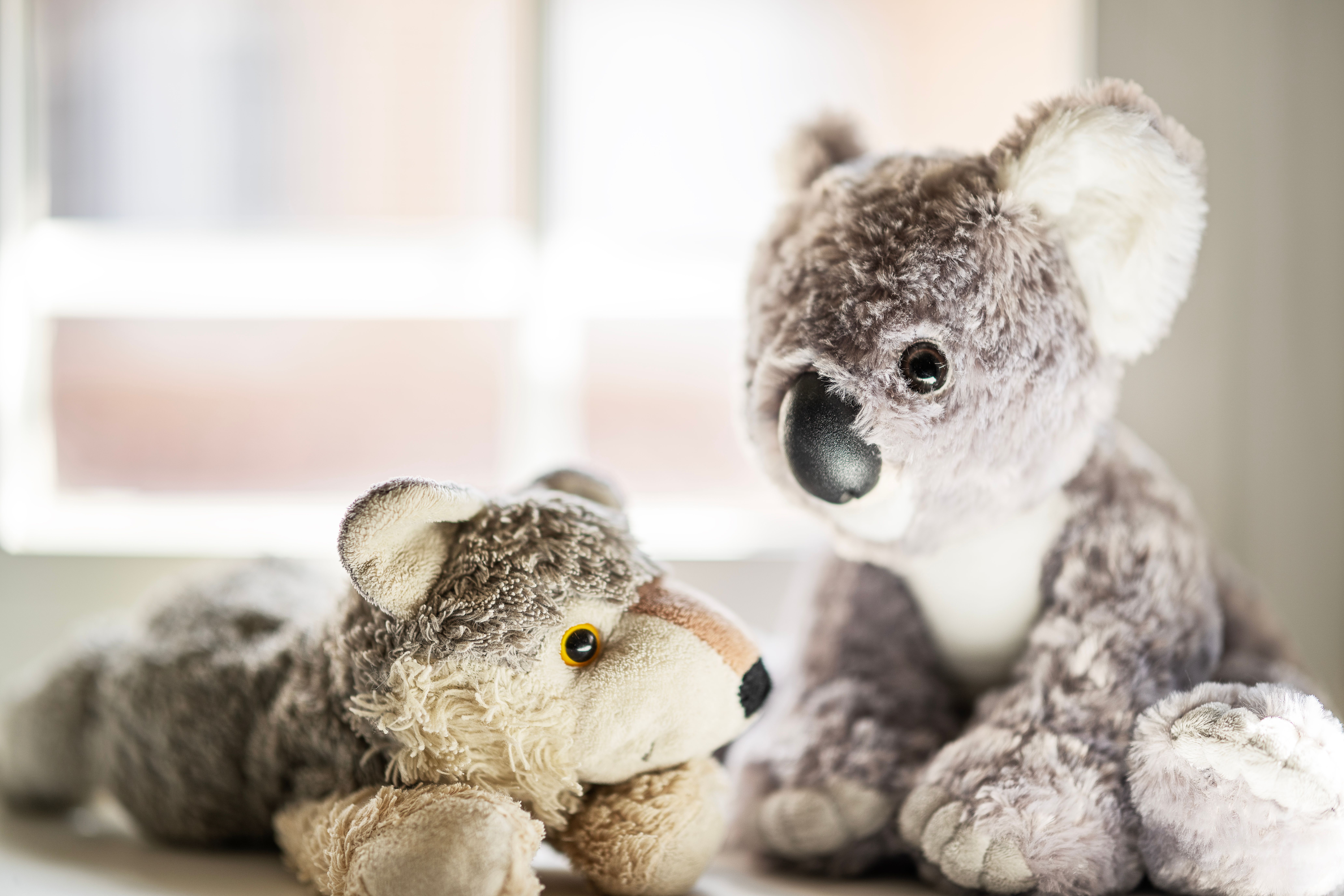 Two plush toys, a wolf and a koala, in sunlight by a window in Madrid.