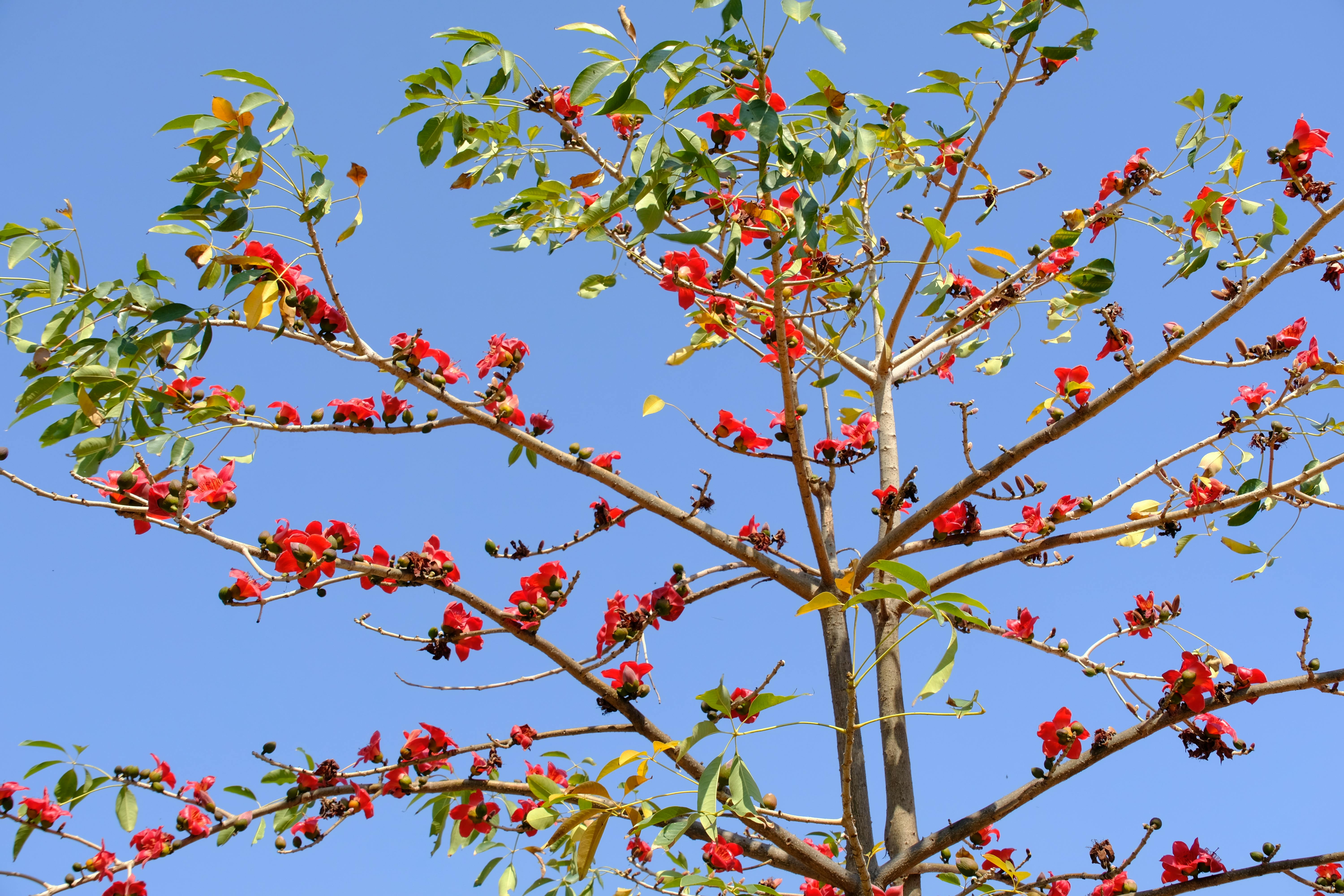 Gratis Un albero di corallo con fiori rosso vivo e foglie fresche che si stagliano contro un cielo azzurro brillante. Foto a disposizione