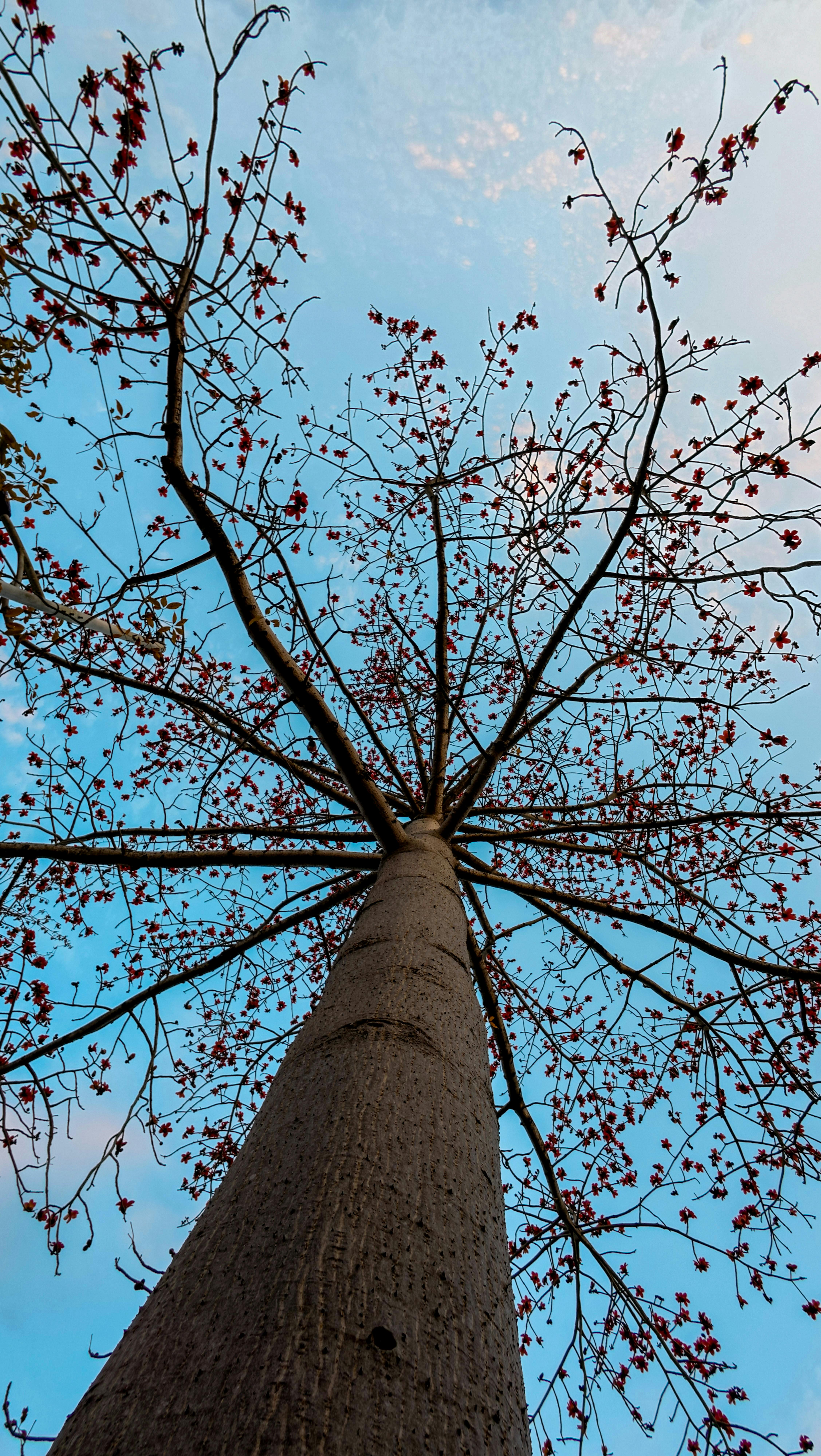 gratis Een opvallend laag camerastandpunt van boomtakken die zich uitstrekken tegen een helderblauwe lucht, wat een gevoel van grandeur oproept. Stockfoto