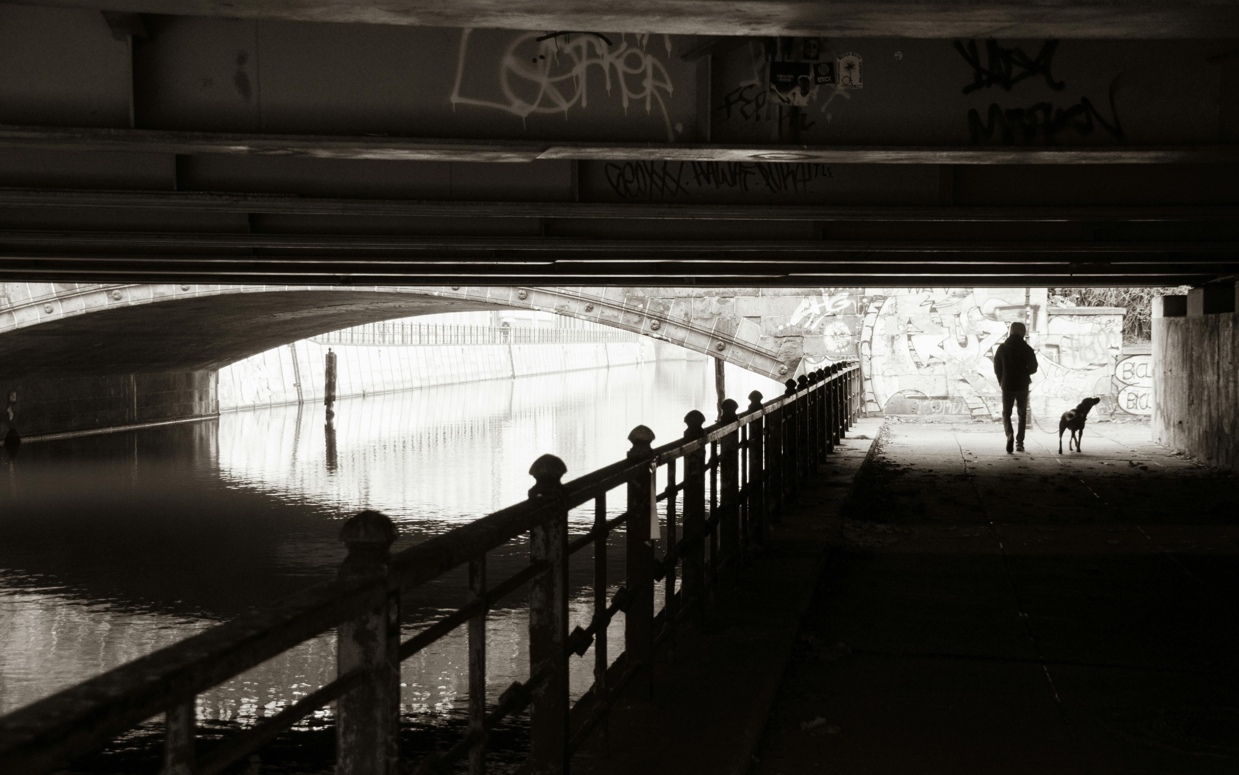 Gratis Immagine gratuita di acqua, animale, animale domestico Foto a disposizione