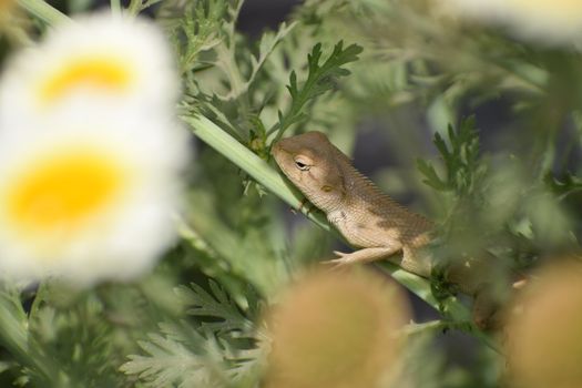 chameleon photo