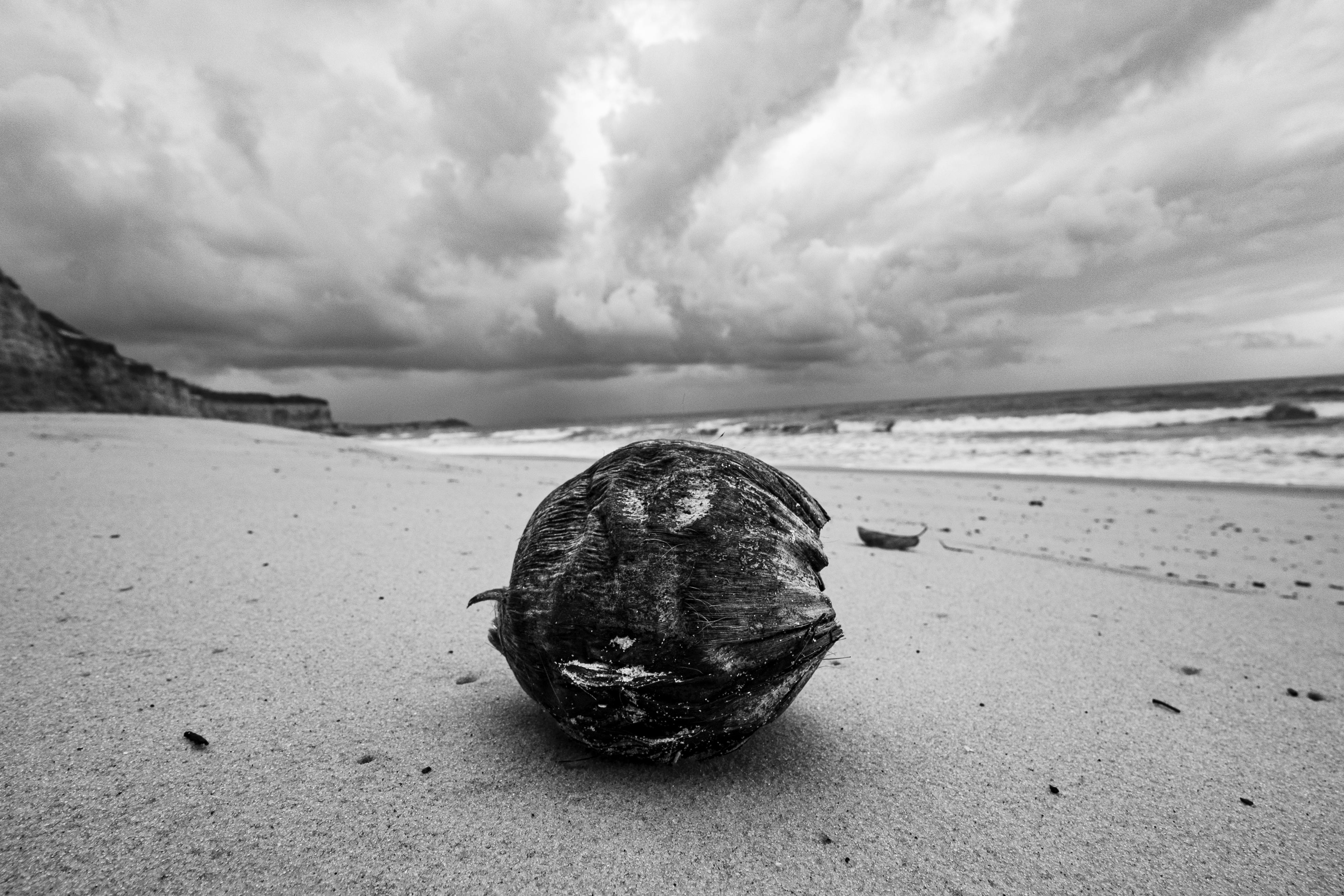 De franc Una platja tempestuosa a Natal, Brasil, amb un coco desgastat a la sorra. Foto d'estoc