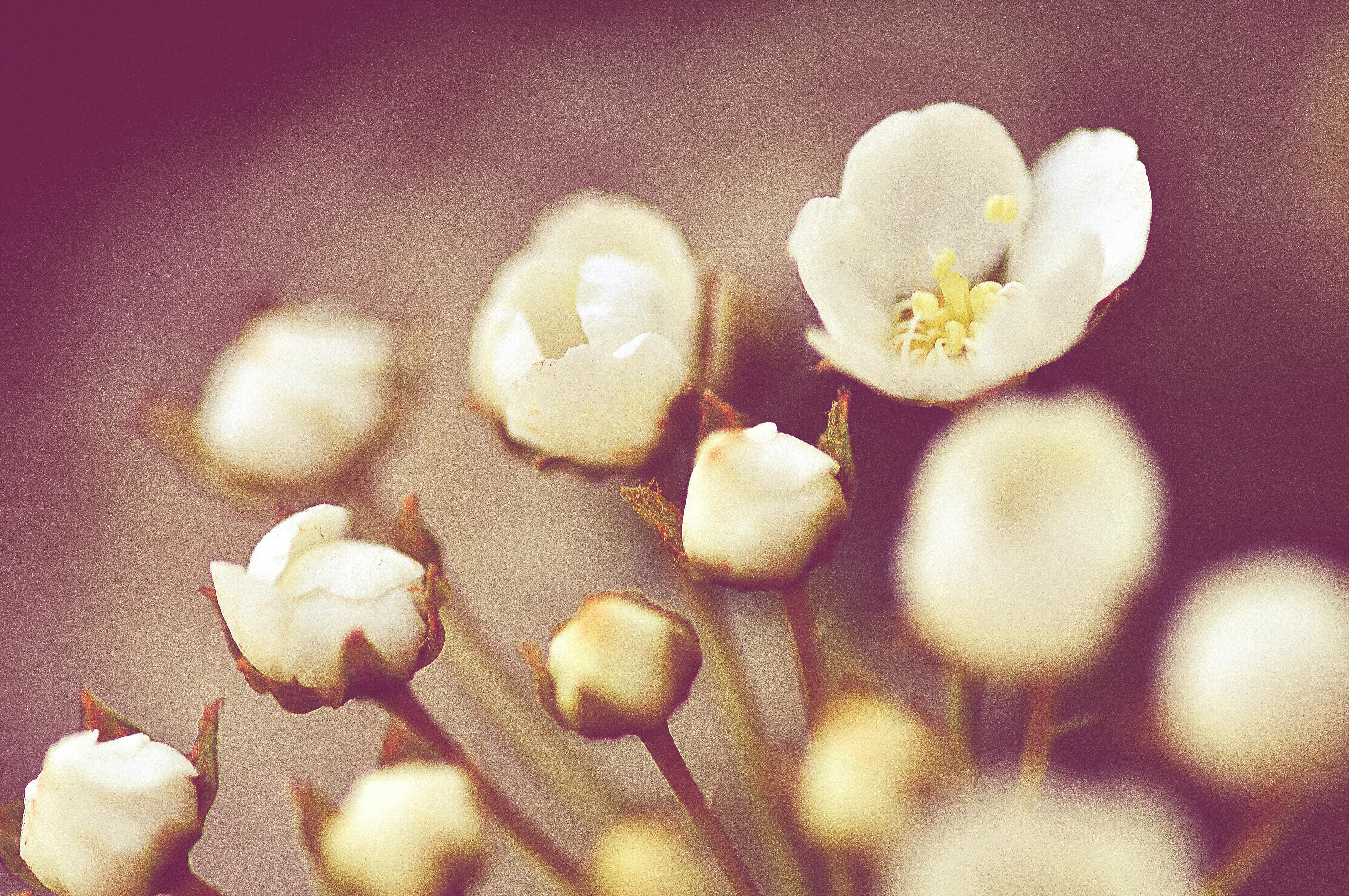 Free stock photo of bolt, nut, nuts and bolts