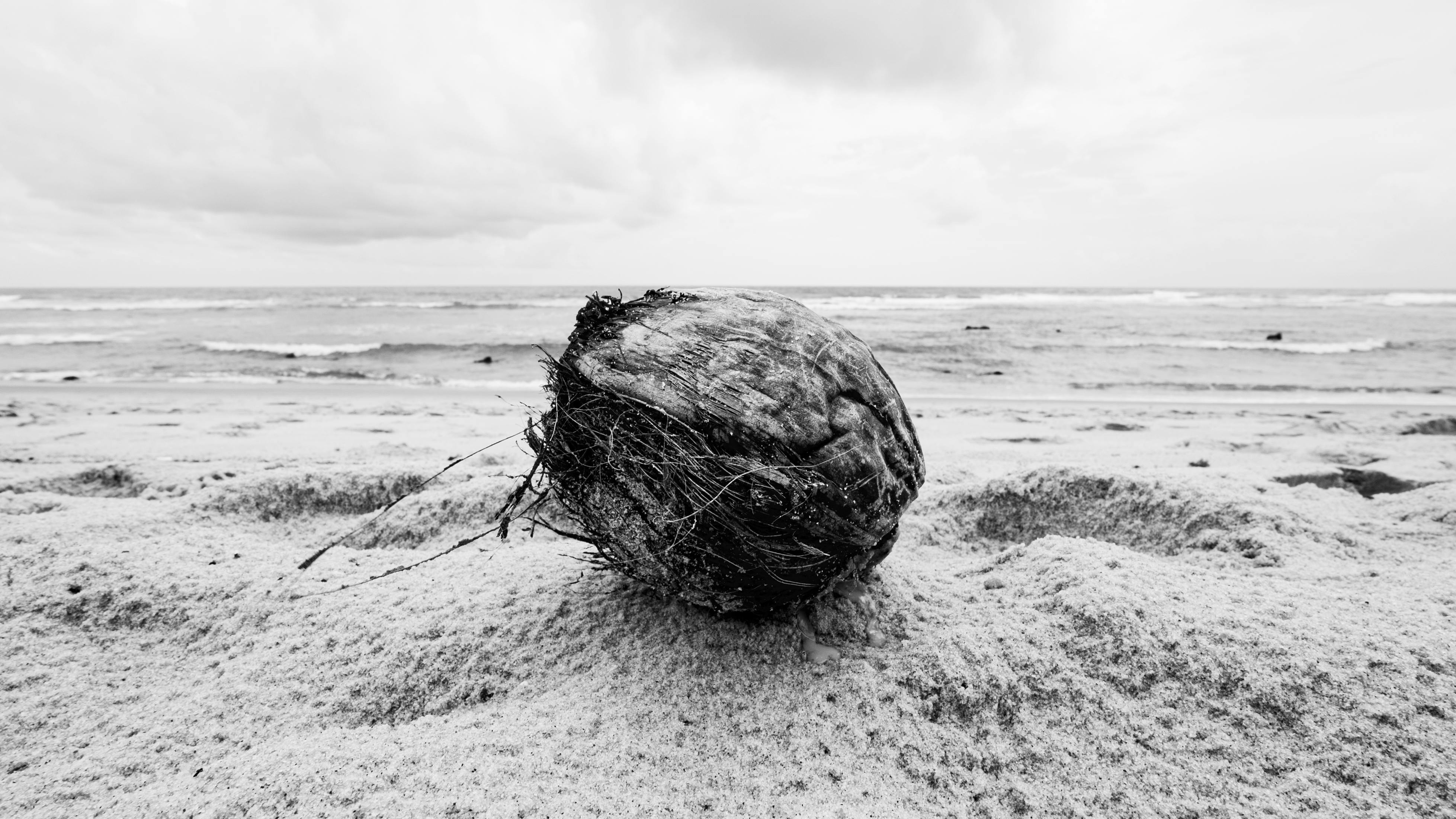 Gratis Noce di cocco monocromatica sulla spiaggia sabbiosa di Natal, in Brasile. Una serena scena di spiaggia. Foto a disposizione