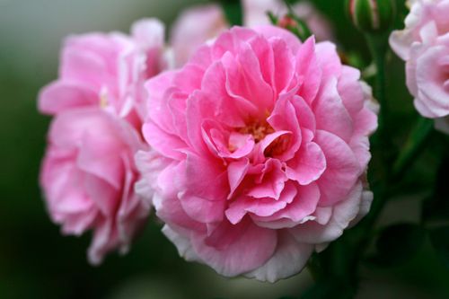 Free Close-up of vibrant pink rose flowers blooming beautifully, showcasing delicate petals. Stock Photo
