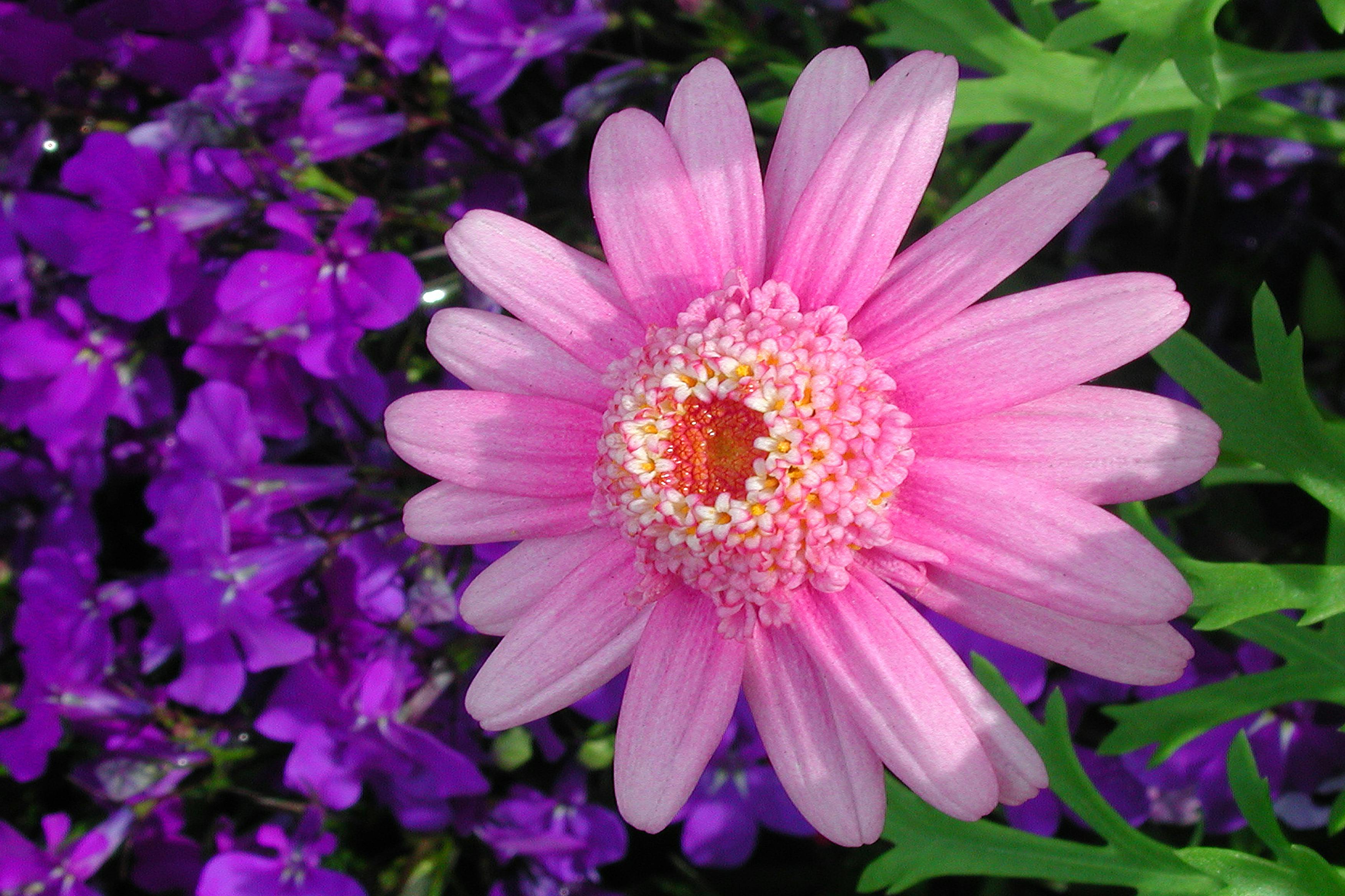 Ücretsiz Baharın canlı renklerini sergileyen pembe papatya ve mor çiçeklerin yakın çekim görüntüsü. Stok Fotoğraflar