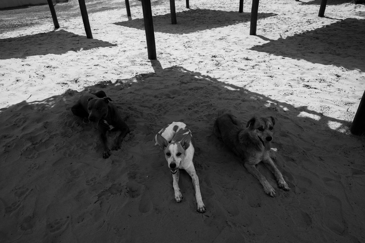 chiens plage - Comparatif des plages pour chiens en France