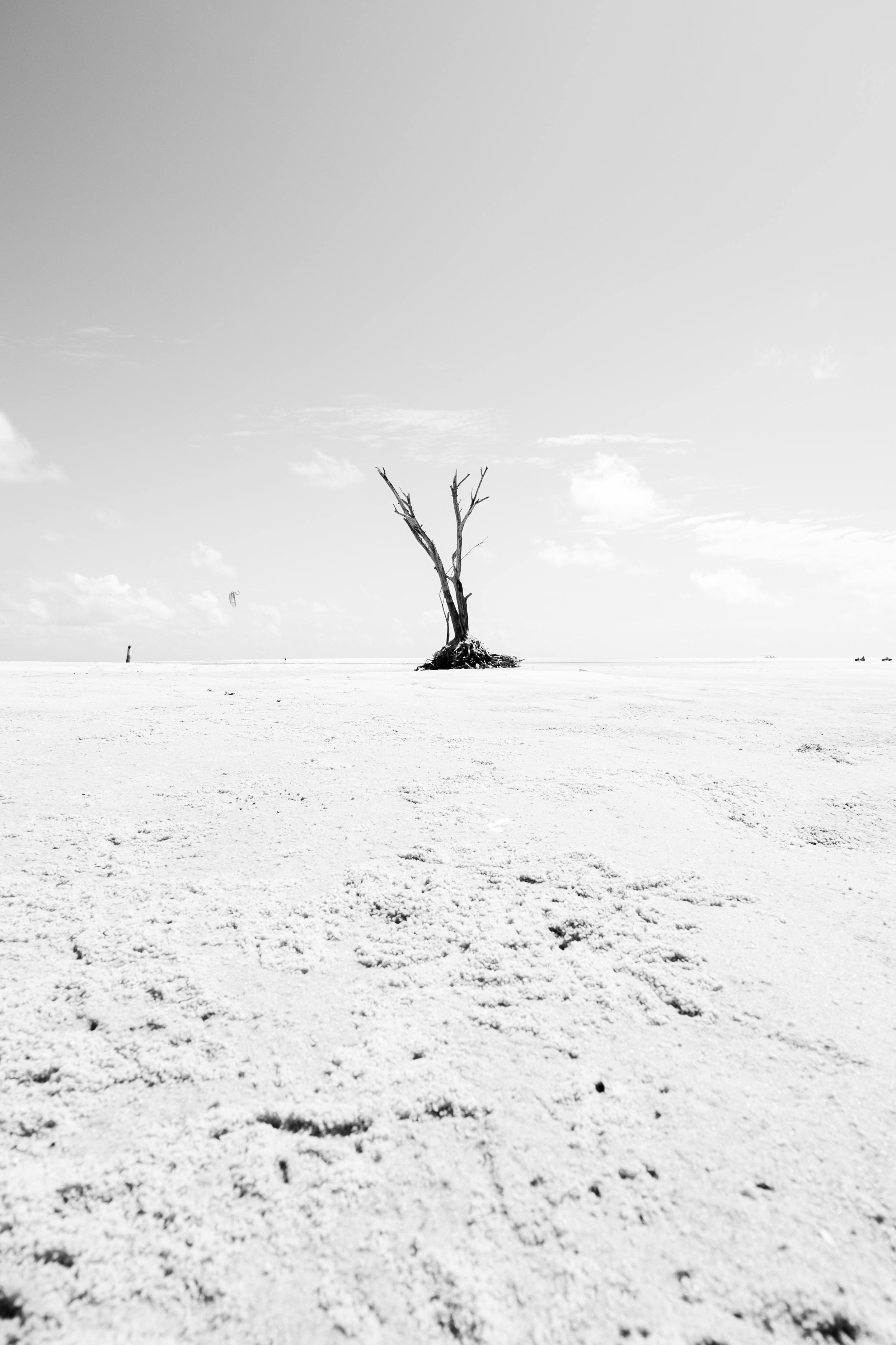 grátis Fotografia minimalista em preto e branco de uma árvore solitária em uma vasta praia de areia em Natal, Brasil. Foto profissional