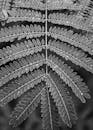 Monochrome Raindrop Adorned Fern Leaves