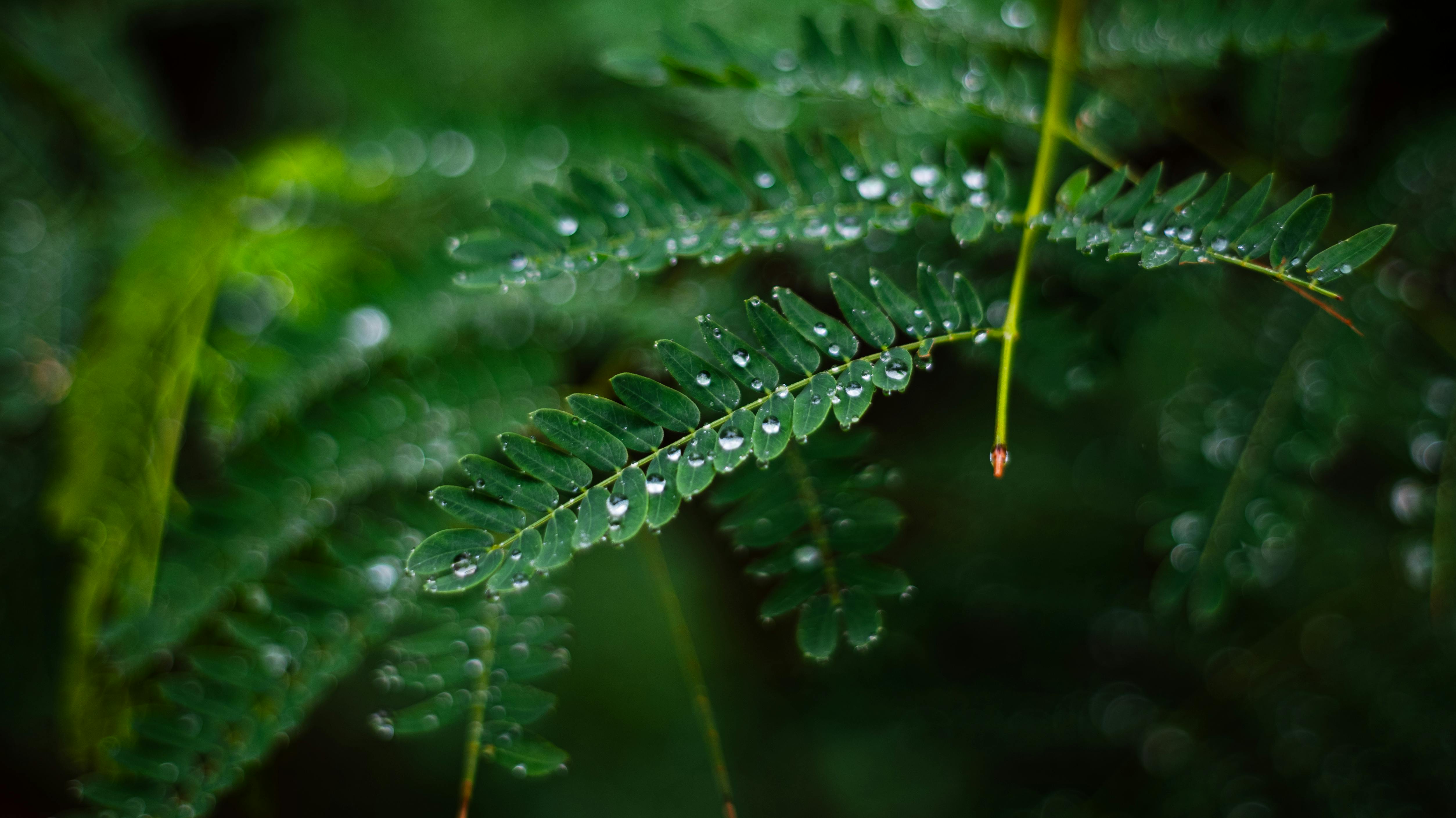 無料 ブラジルのナタールの豊かな自然の中で撮影された、雨粒がついた鮮やかな緑の葉の詳細な写真。 写真素材