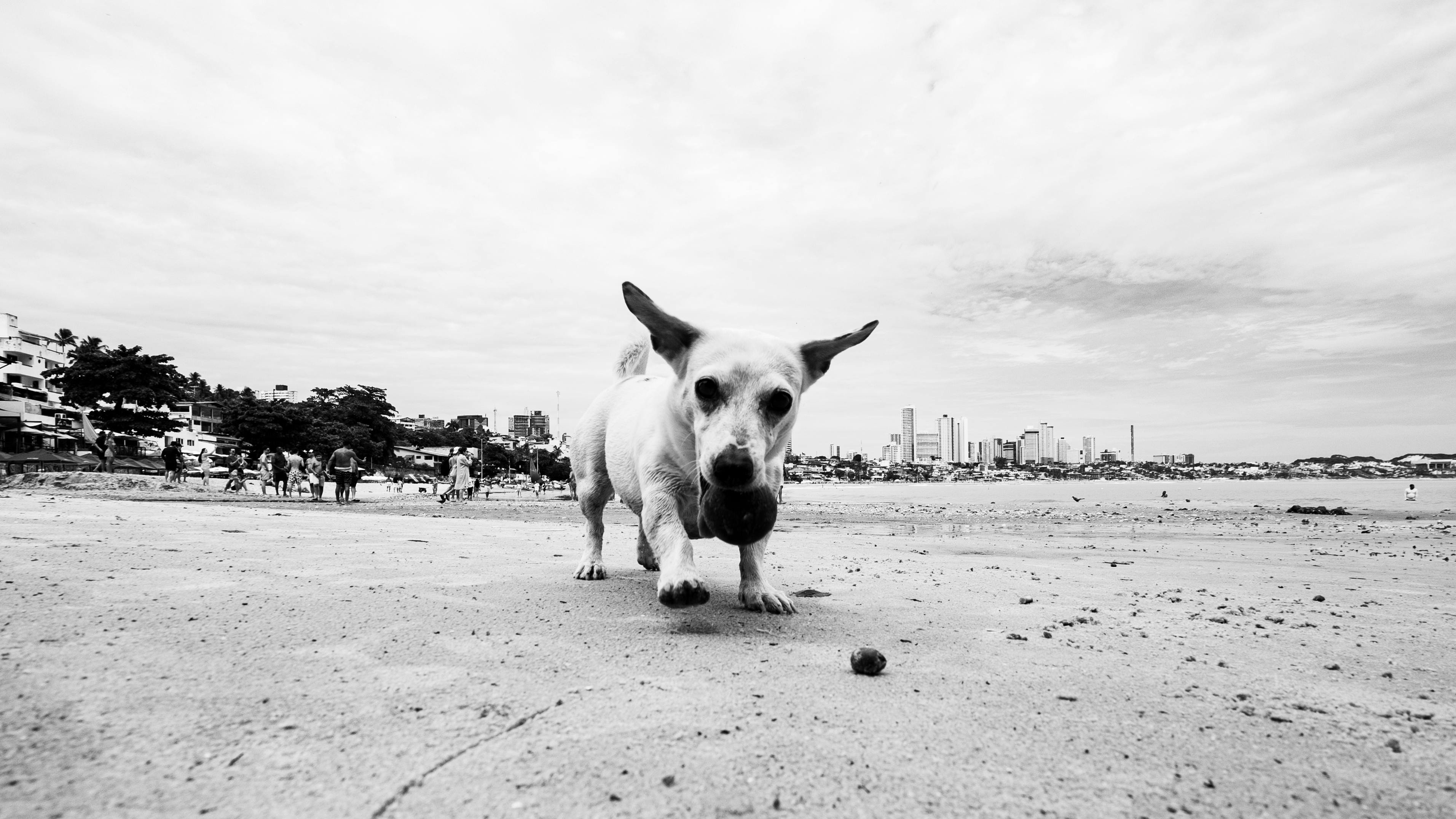 Gratis Immagine gratuita di animale, animale domestico, architettura Foto a disposizione