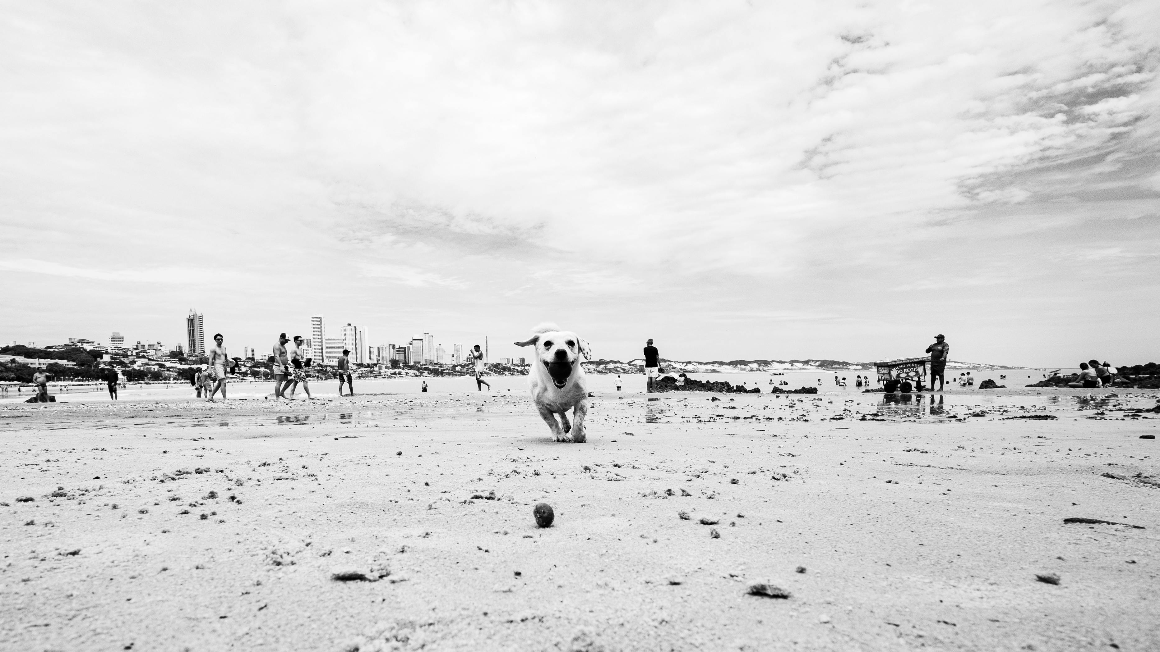 Kostenlos Ein Hund rennt an einem Sandstrand in Natal, Brasilien, im Hintergrund die Skyline der Stadt. Stock-Foto
