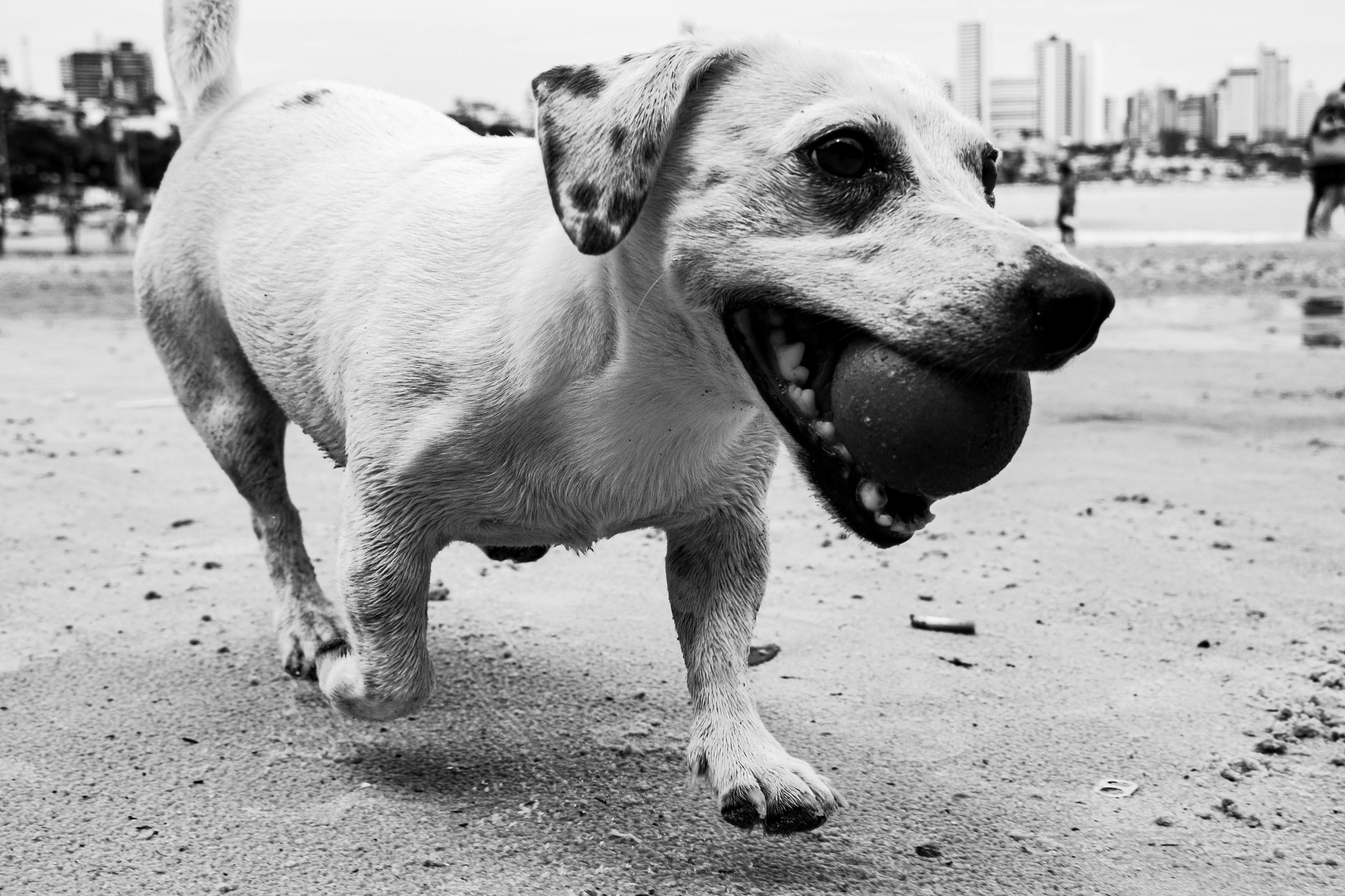 pet lifestyle pets lifestyle — Photo by Alex Dos Santos on Pexels