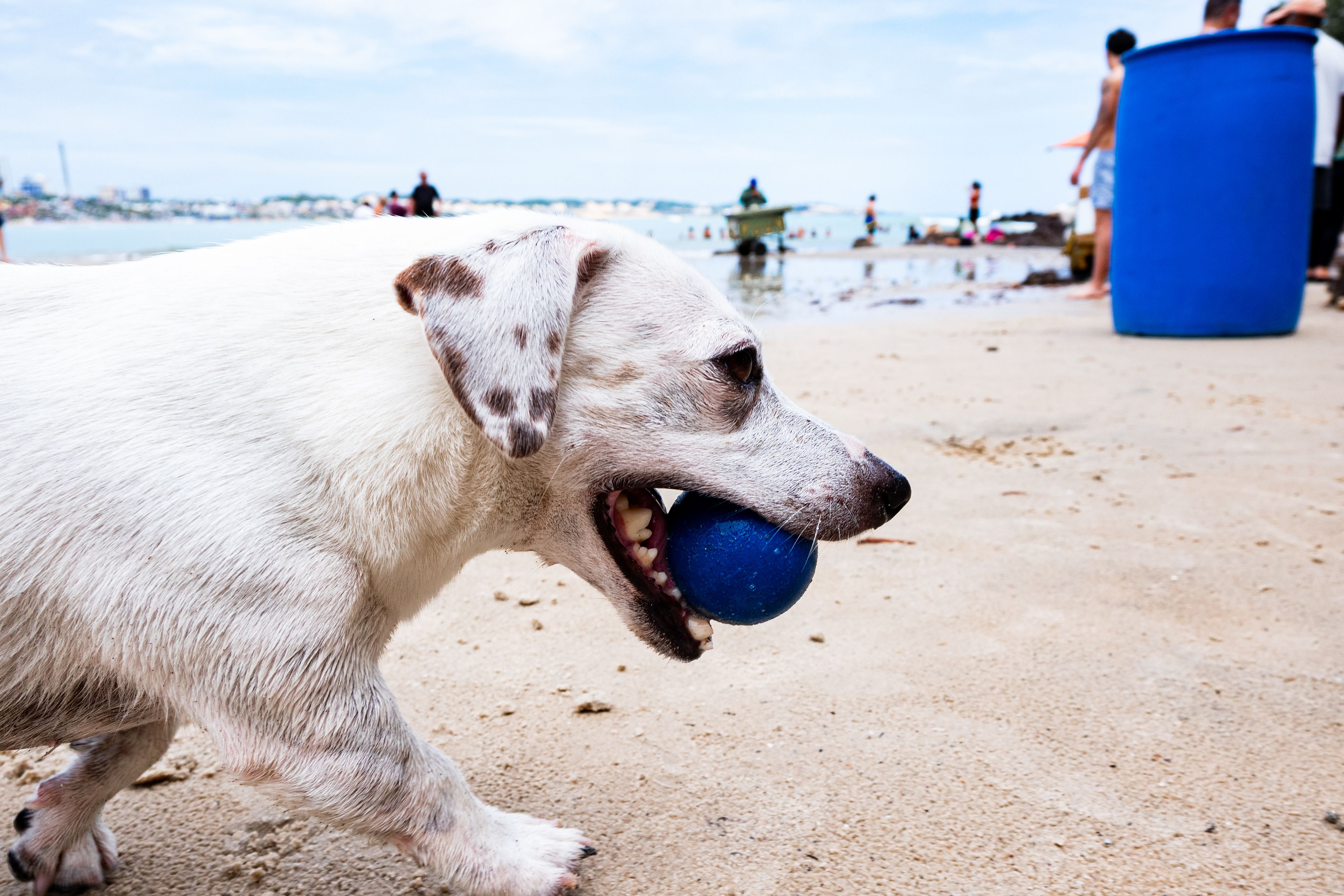 pet insurance for dogs with pre-existing conditions What to Do Before You Enroll