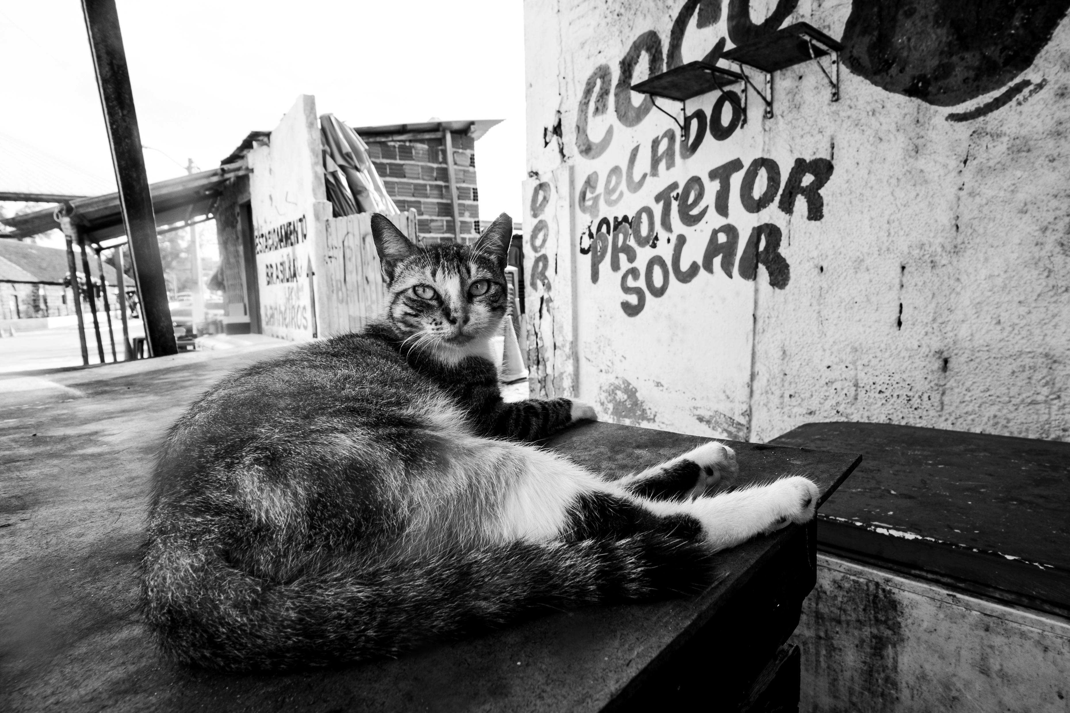 Gratuit Photo en noir et blanc d'un chat de rue se prélassant à l'extérieur à Natal, au Brésil. Photos