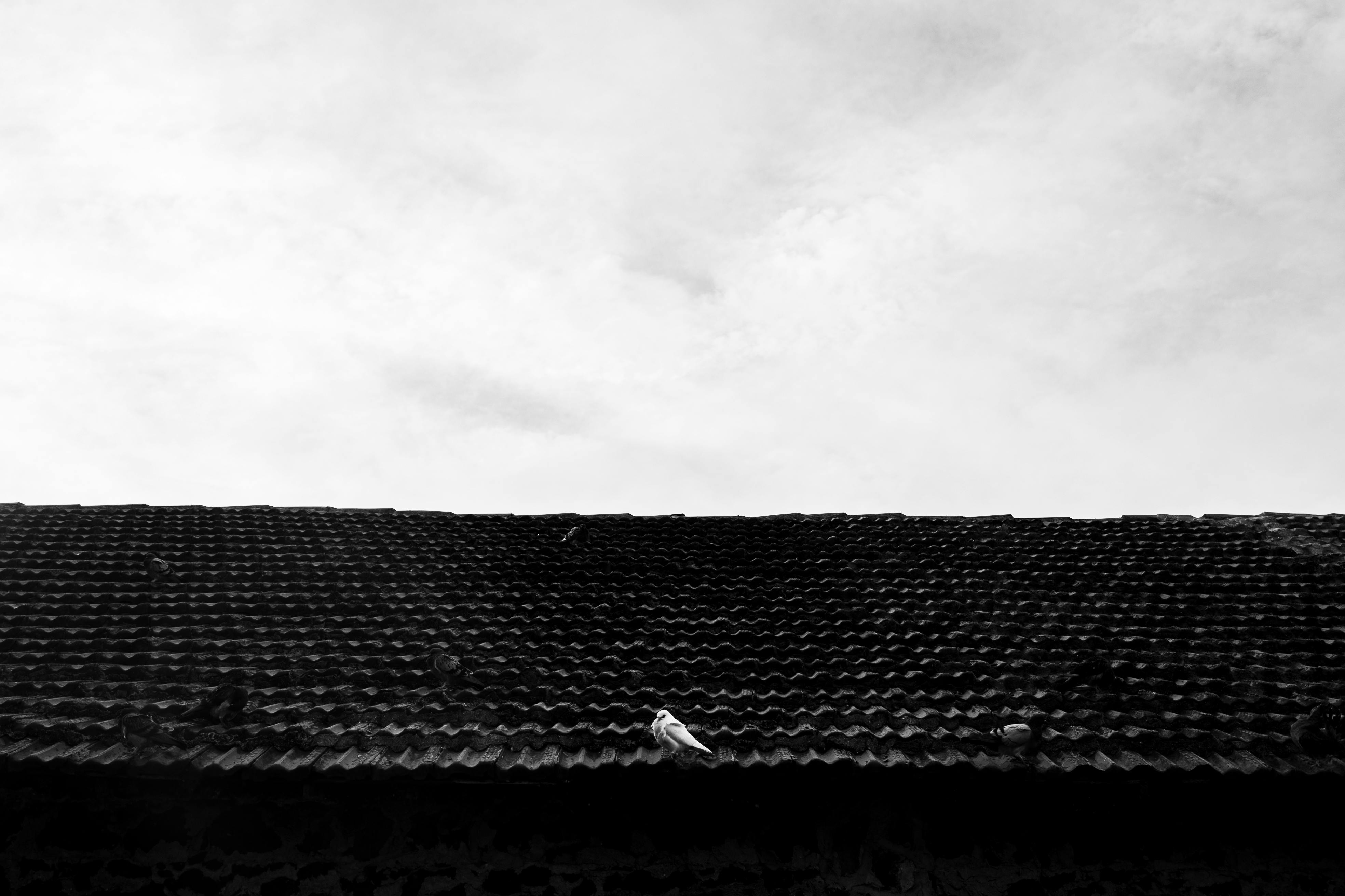 Zadarmo Holub sediaci na textúrovanej kachľovej streche pod rozľahlou zamračenou oblohou vytvára minimalistický kontrast. Fotka z fotobanky