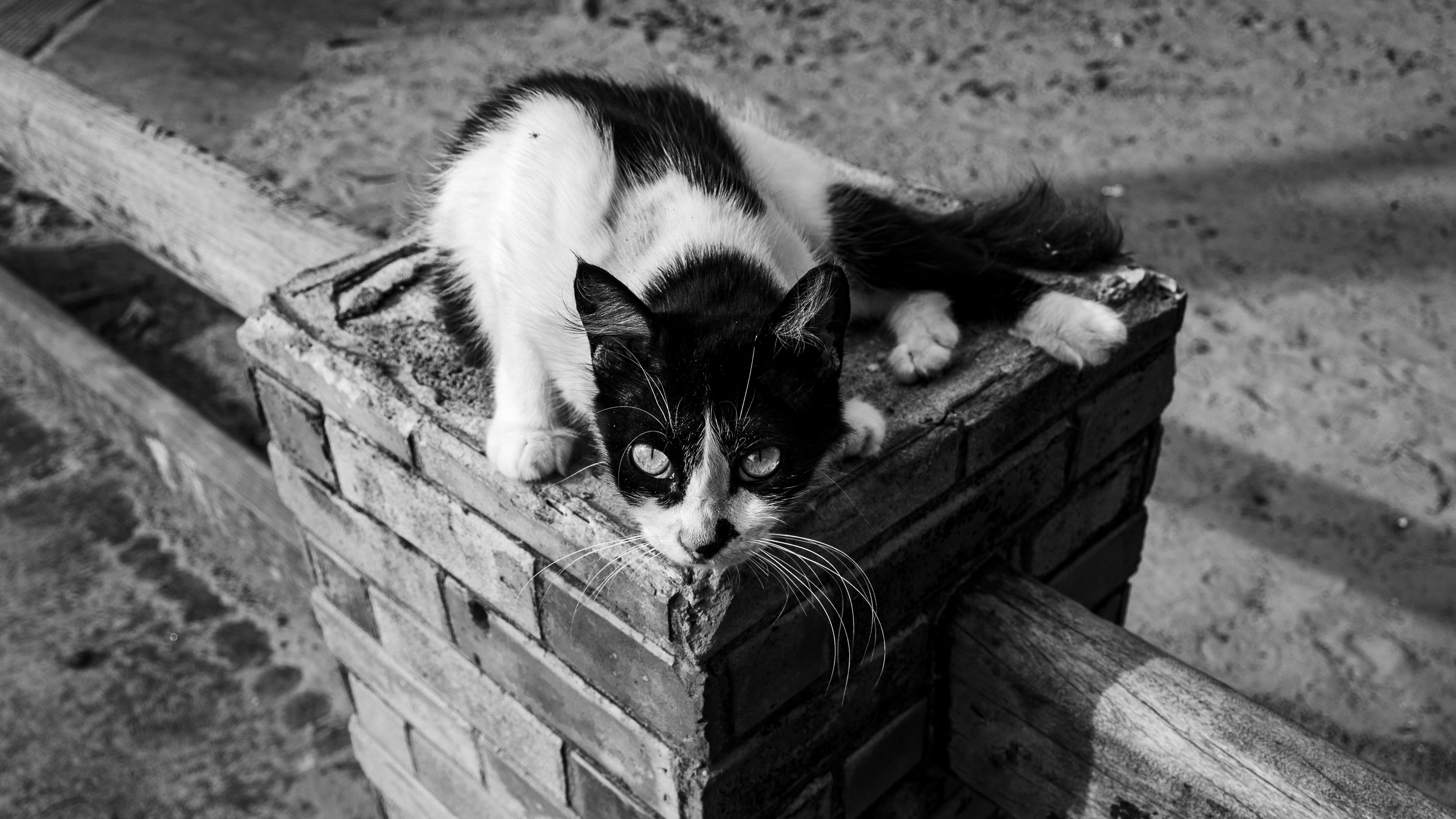 Zadarmo Monochromatický obraz mačky leňošiacej na tehlovom stĺpe na piesočnatom pozadí v Brazílii. Fotka z fotobanky