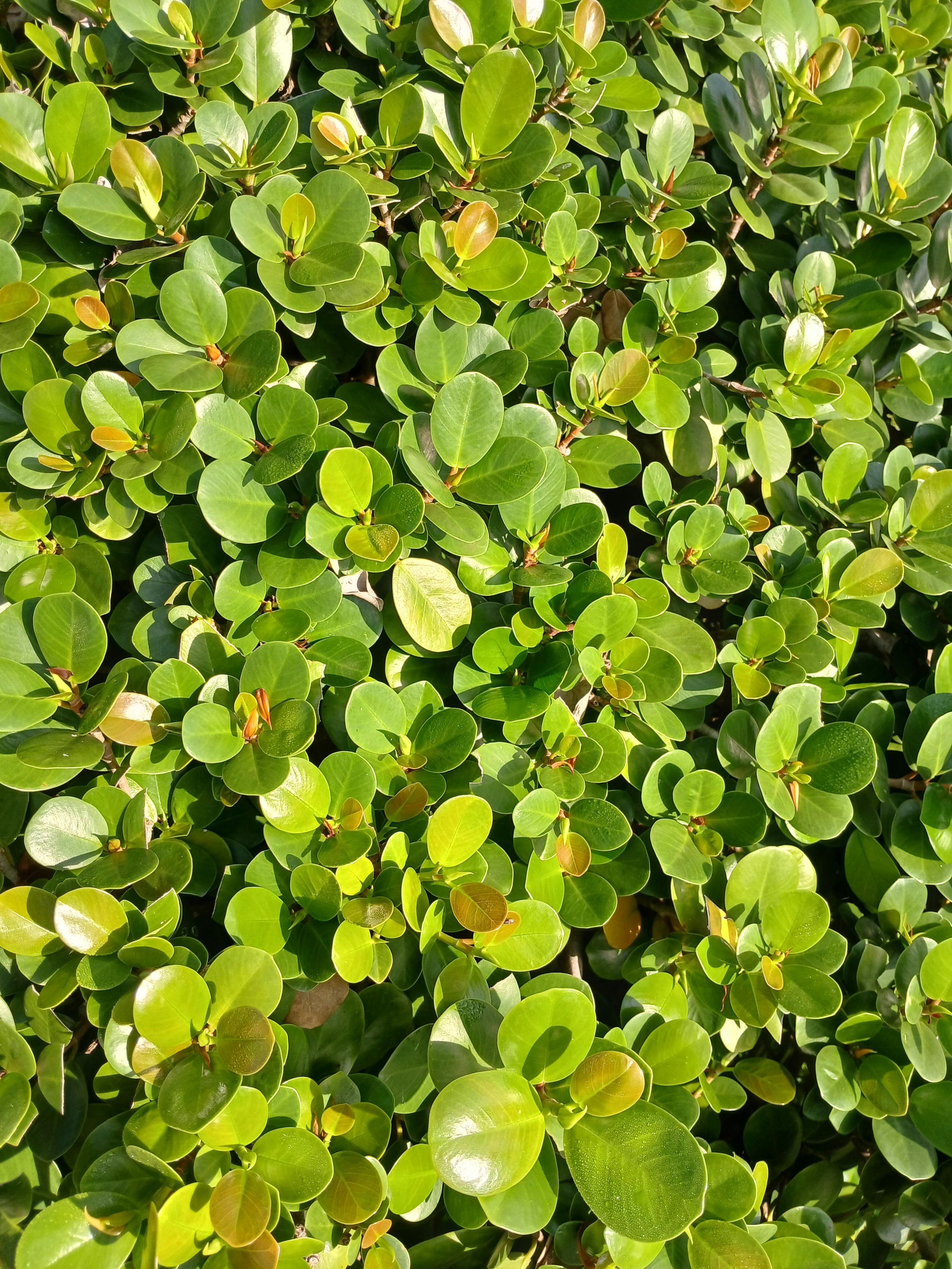 免费 榕树（Ficus microcarpa）叶片明亮、茂密，营造出自然的绿色质感。 素材图片