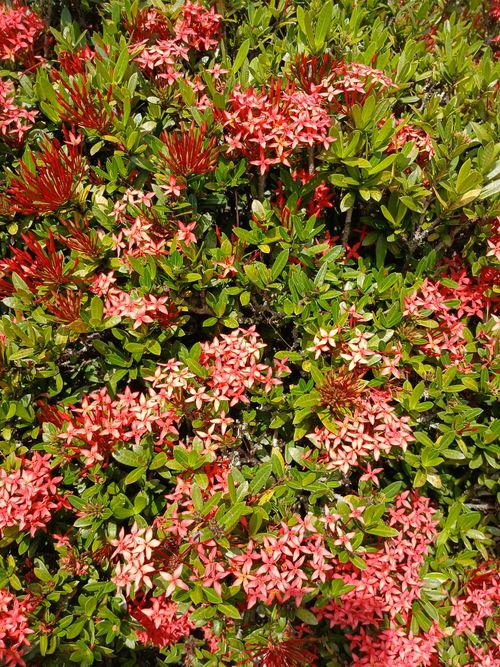 Free A lush bush of vibrant red and pink Ixora flowers with green foliage. Stock Photo