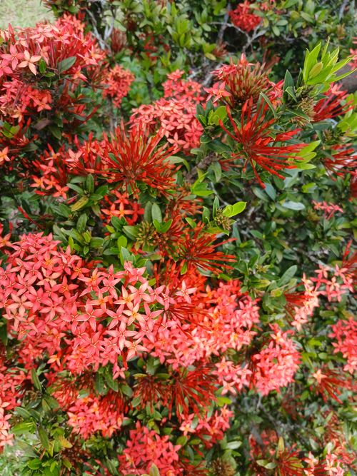 Free Close-up of vibrant orange Ixora flowers amidst lush green leaves, captured outdoors. Stock Photo
