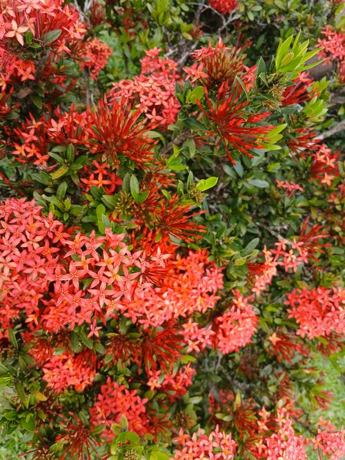 Free Close-up of vibrant red Ixora flowers blooming amidst green foliage outdoors. Stock Photo