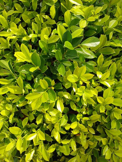 Free Lush green leaves in bright sunlight displaying rich textures and patterns. Stock Photo
