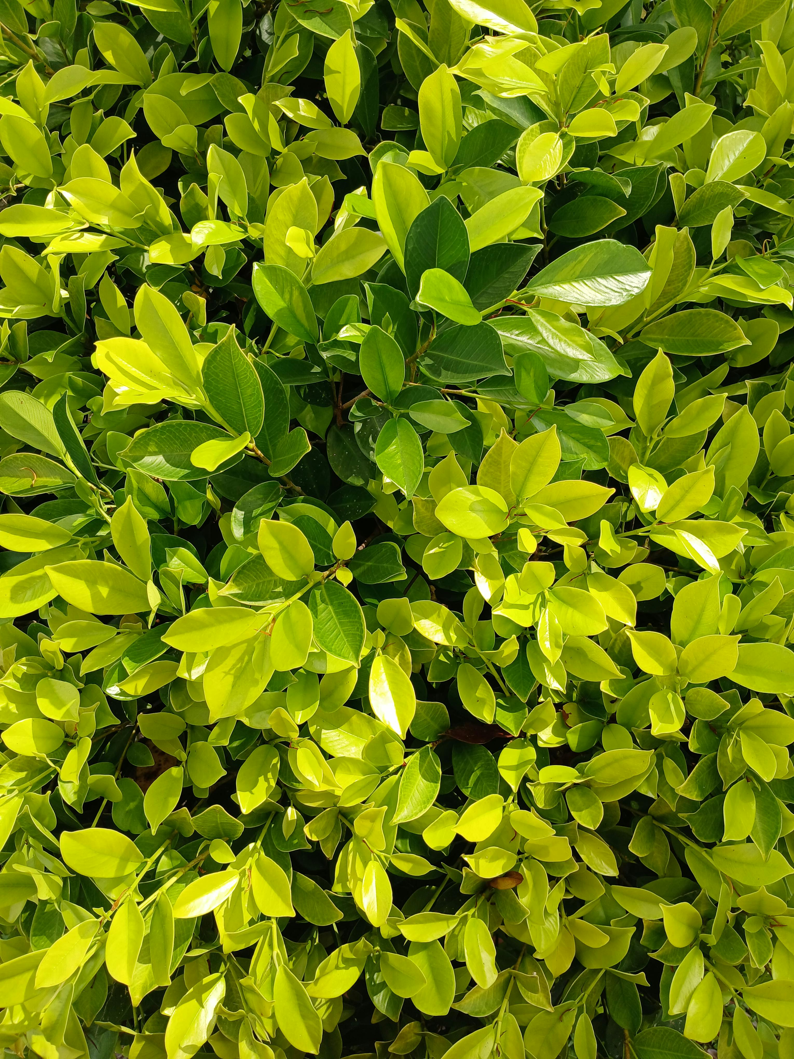 Kostenlos Üppig grüne Blätter im hellen Sonnenlicht, die reiche Texturen und Muster zeigen. Stock-Foto