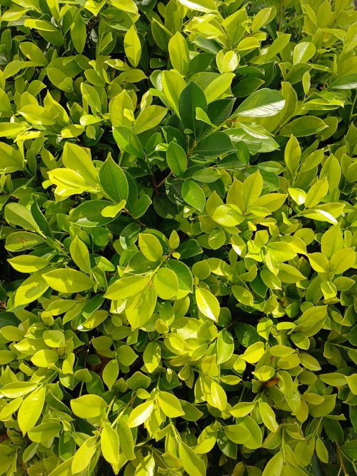 Free Lush green leaves with sunny highlights in a natural outdoor setting. Stock Photo